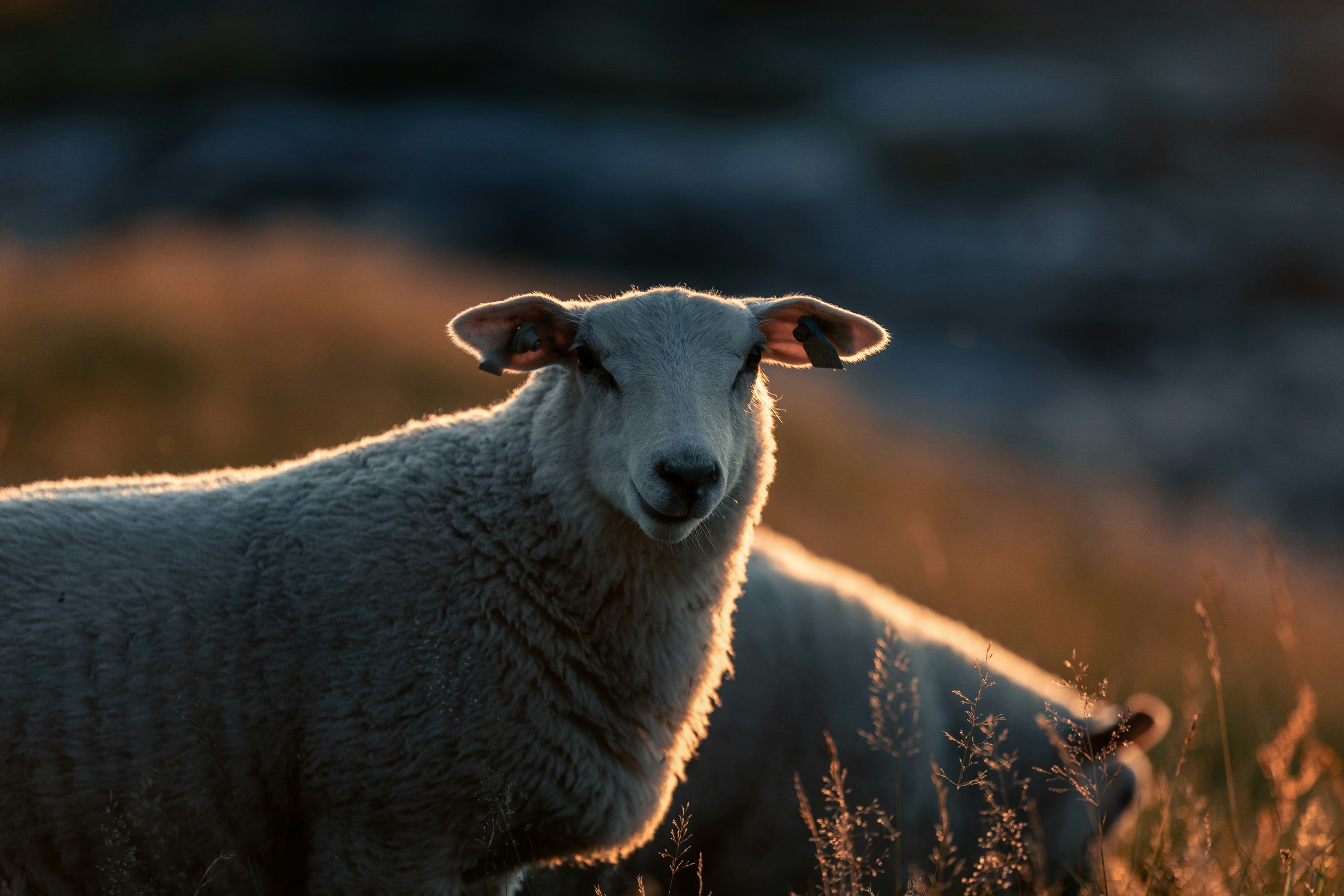A white sheep standing in warm backlight in a grassy field