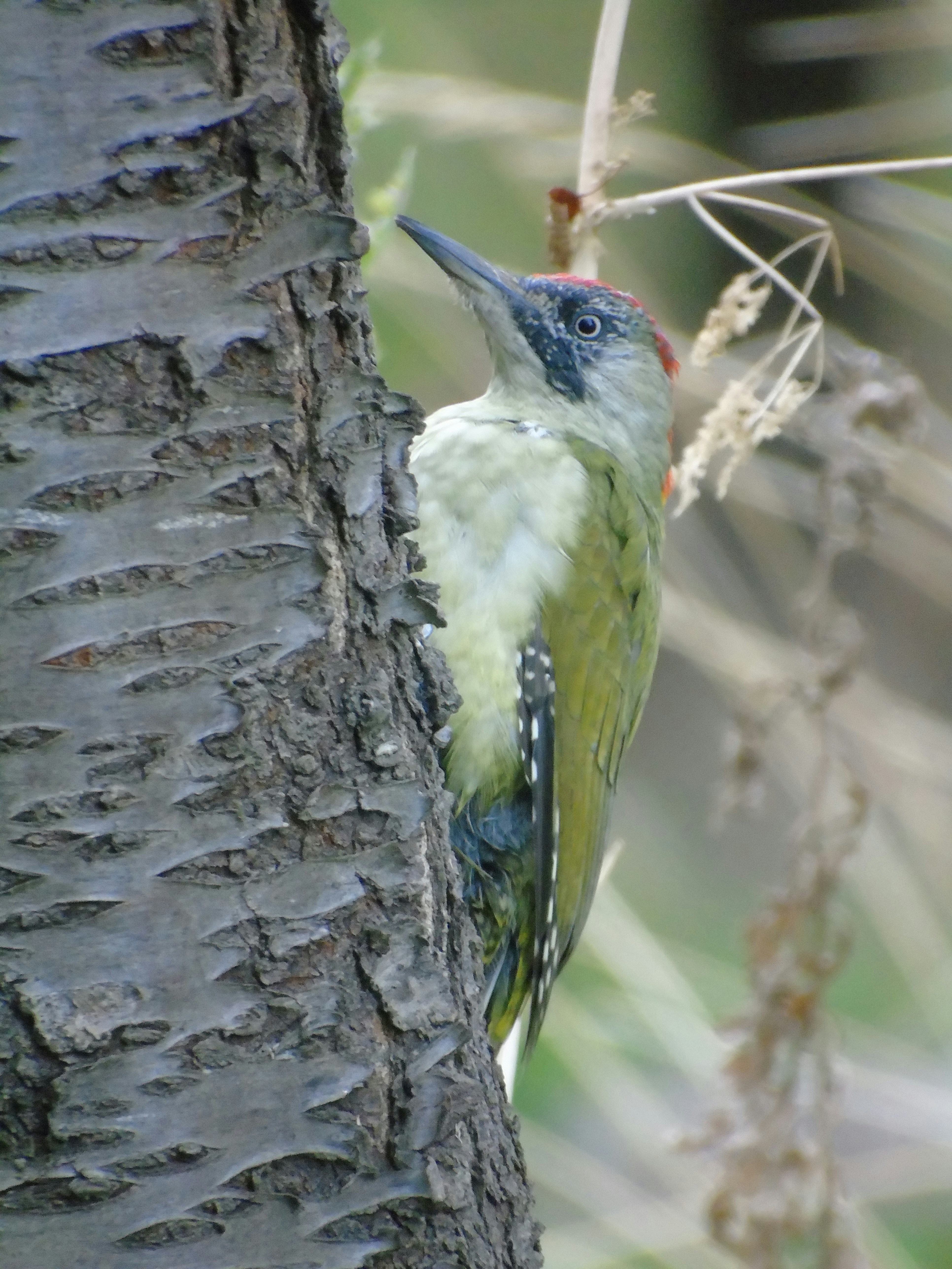 Green woodpecker on tree trunk - Free Photo on Unsplash