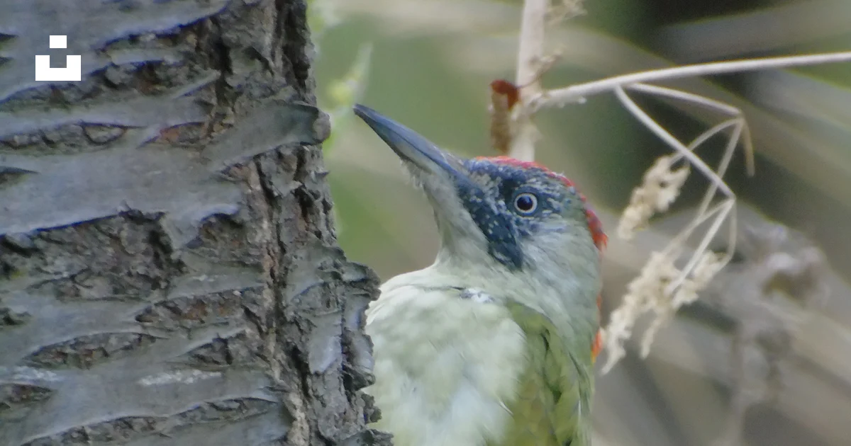 Tree Trunki Green woodpecker on tree trunk - Free Photo on Unsplash