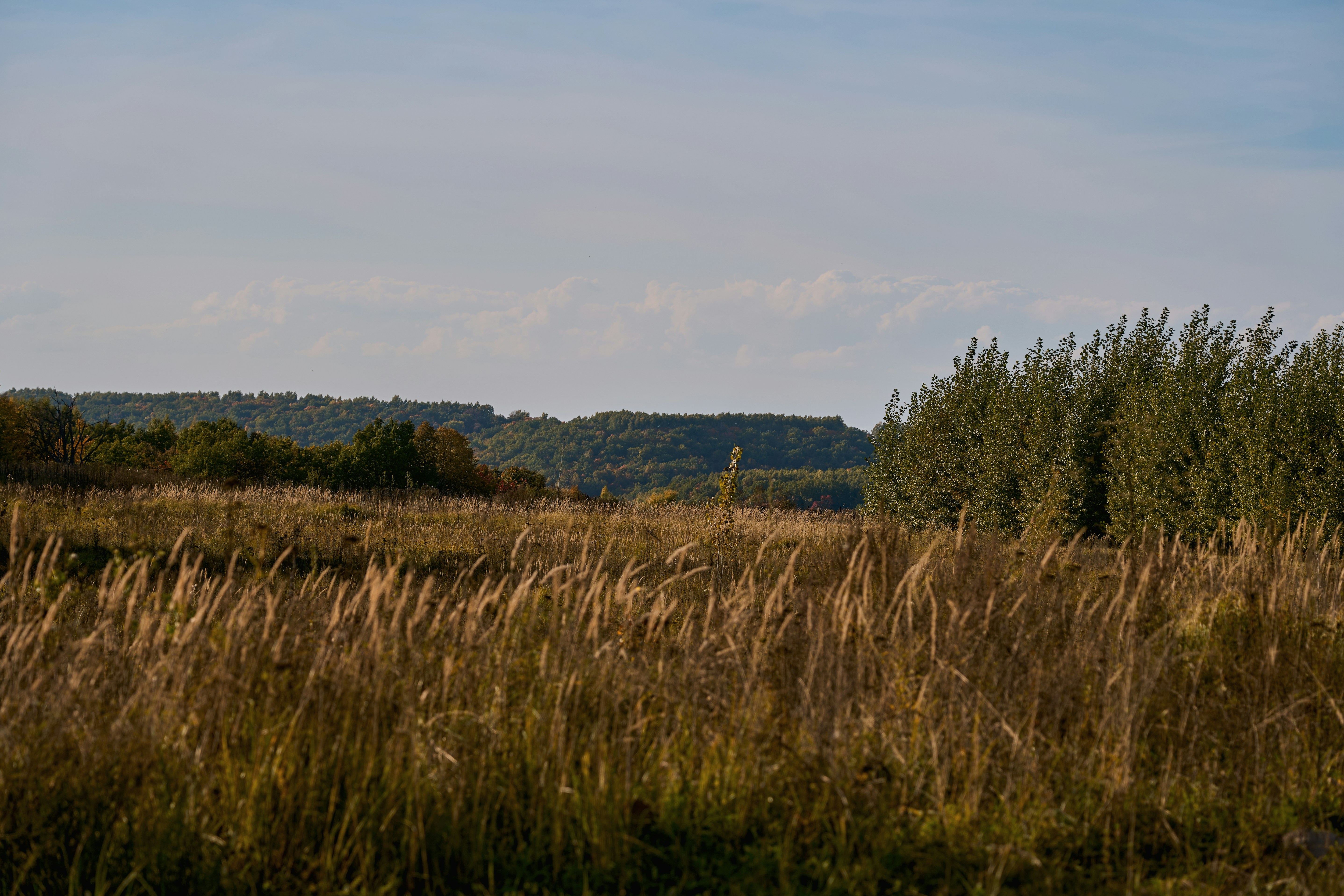 Tall dry grass with trees