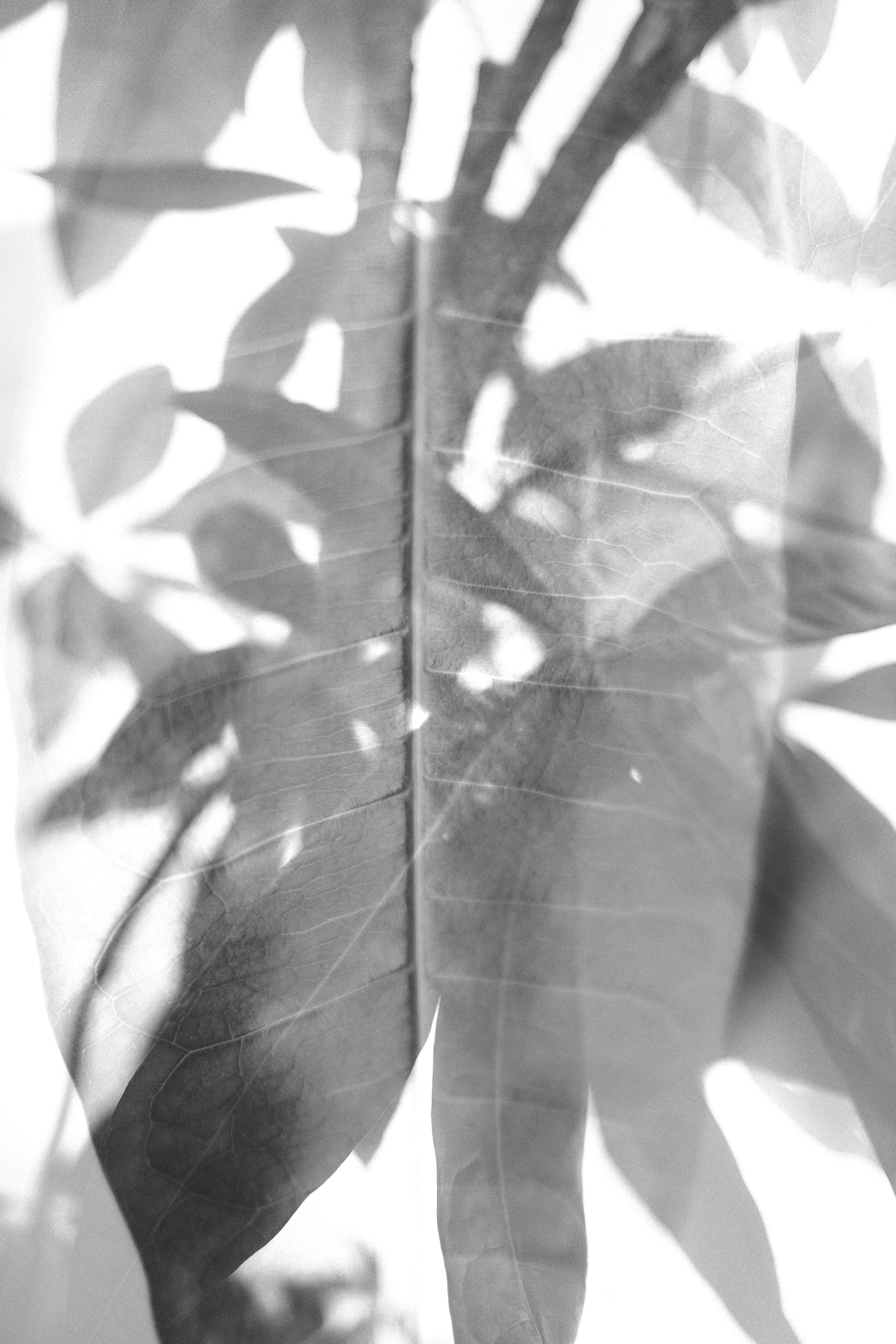 A double exposure of leaves with visible veins against a bright white background