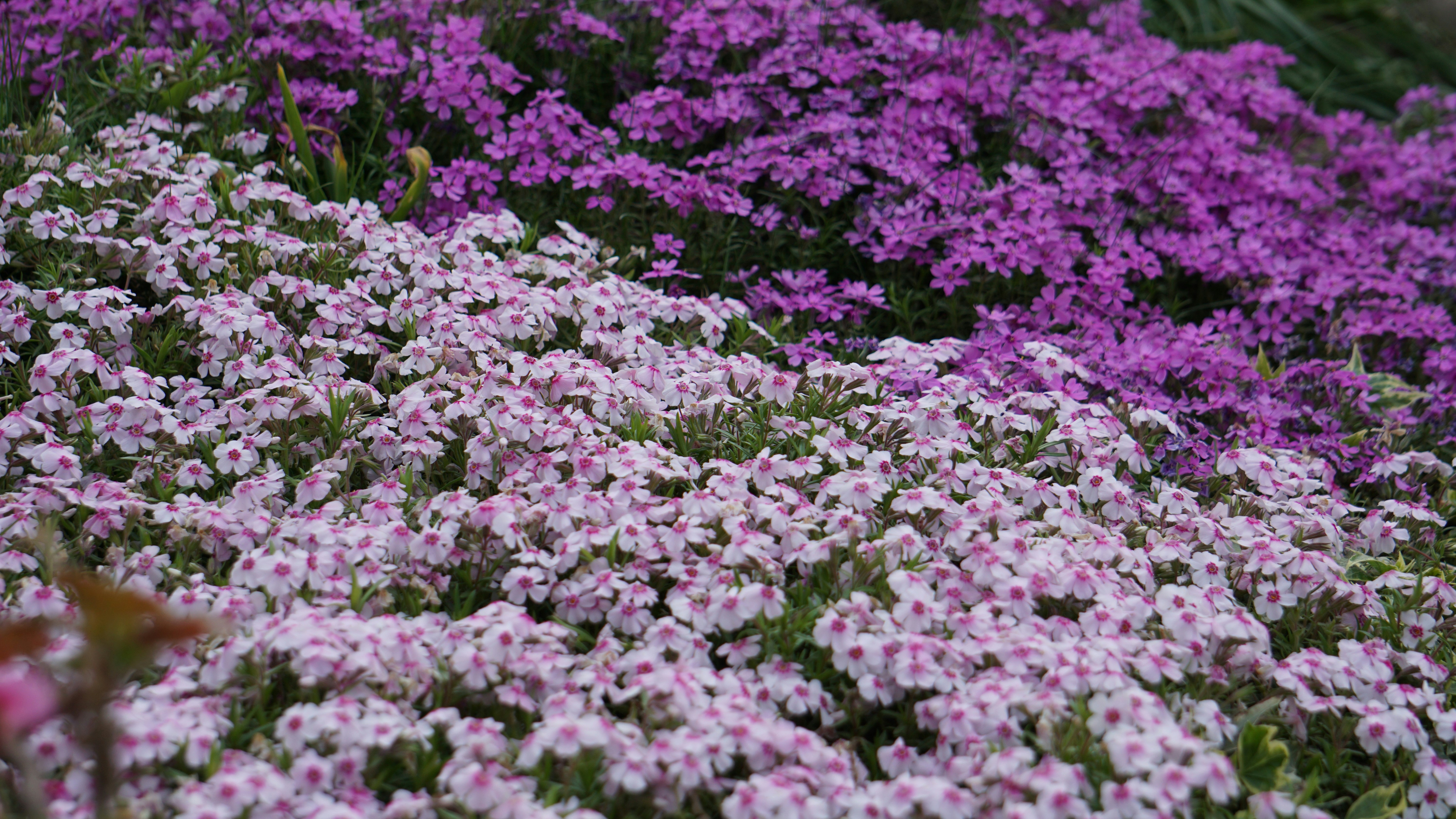 Phlox flowers in pink and purple - Free Photo on Unsplash
