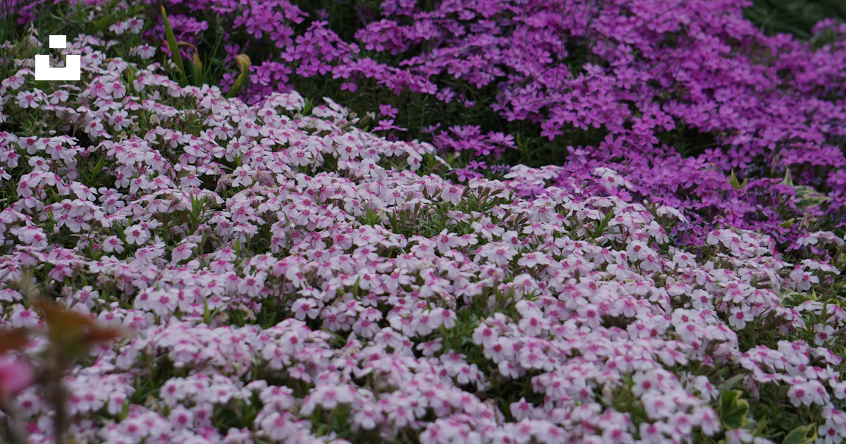 Hs Code For Spring Pad Phlox flowers in pink and purple - Free Photo on Unsplash