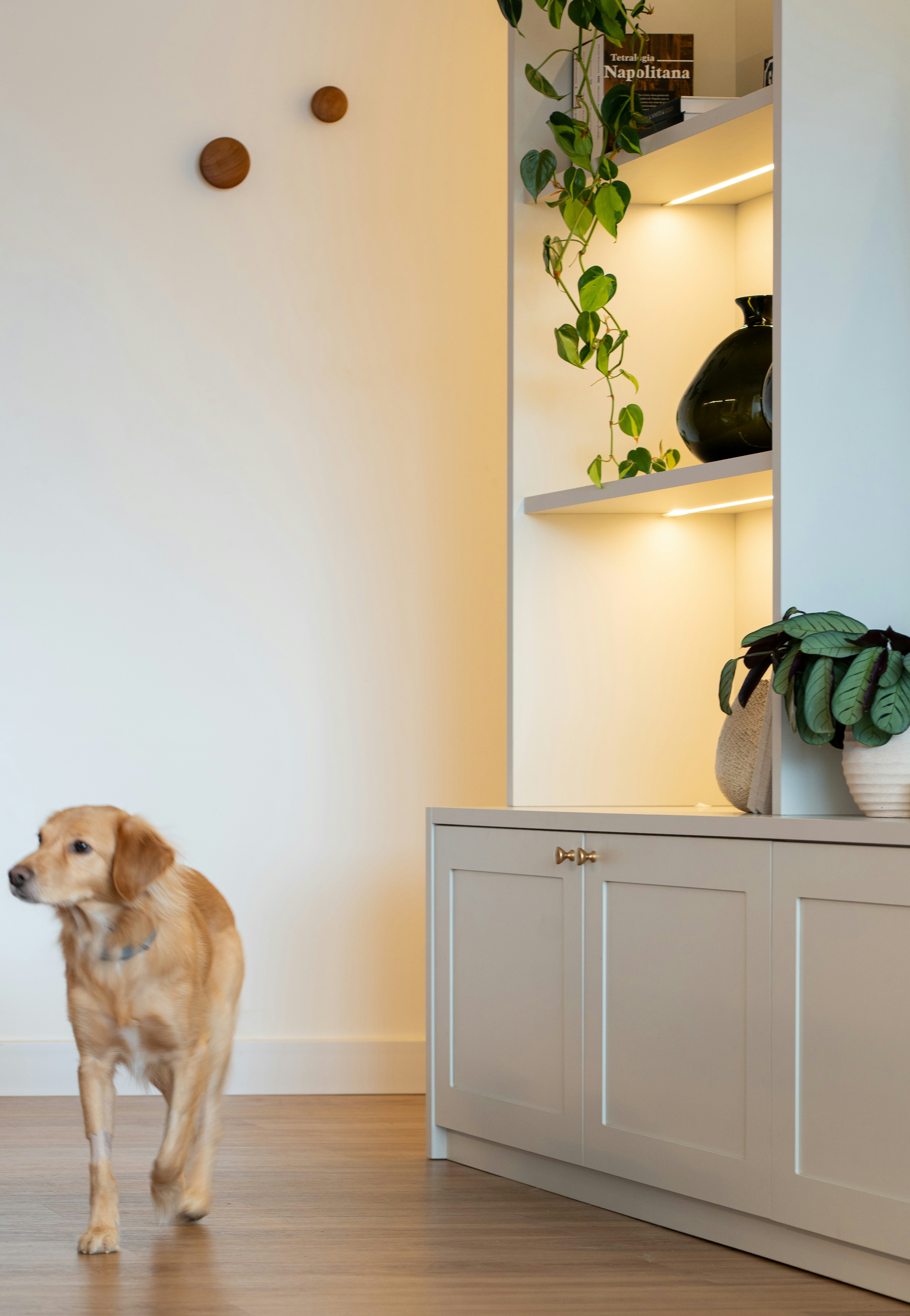 A golden dog walking past a light grey cabinet with illuminated shelves and plants