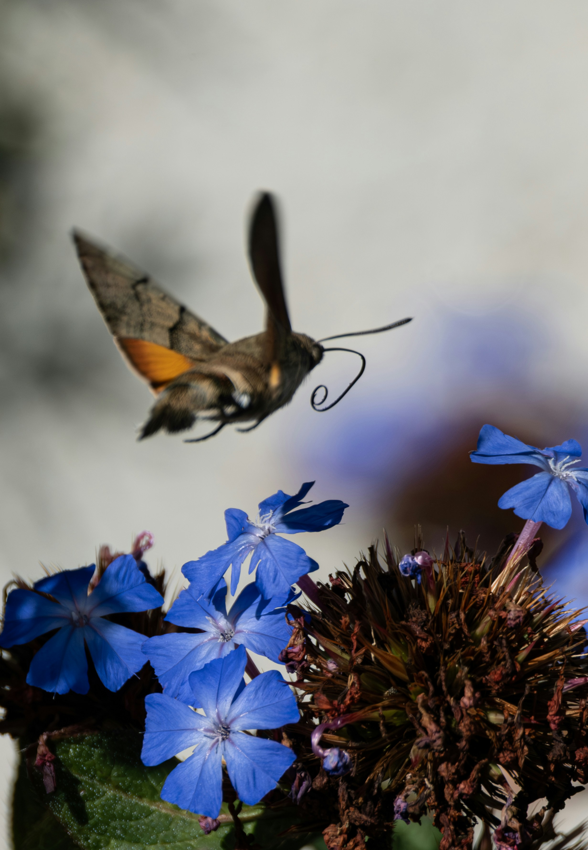 A hummingbird hawk-moth hovering near vibrant blue flowers in a garden