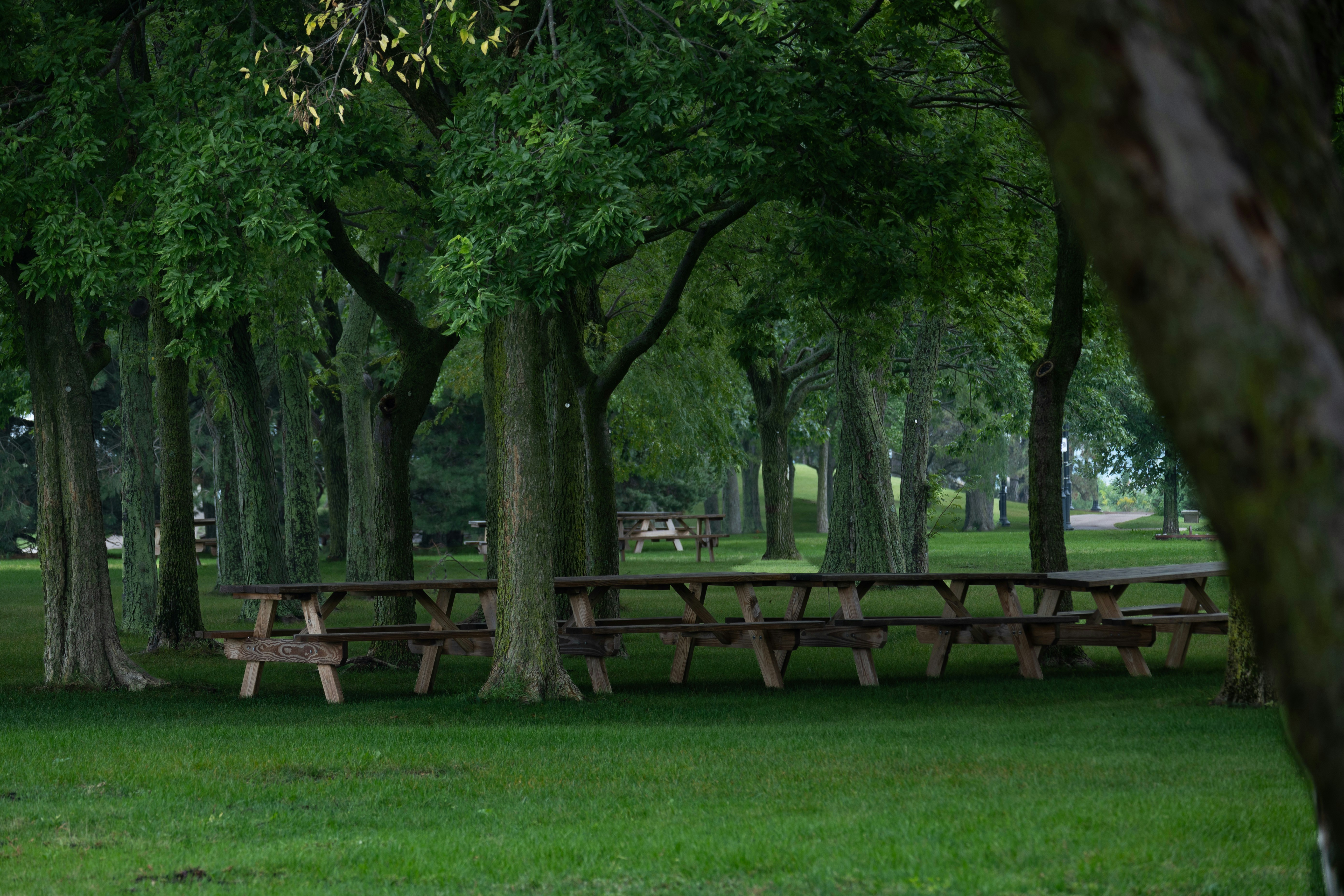 Wooden picnic tables in a row under shady park trees