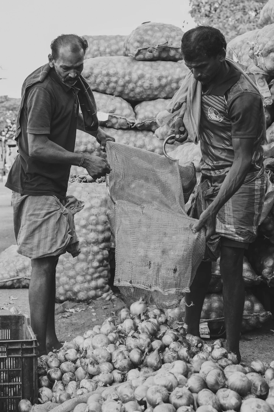 Two workers emptying onions from a mesh bag onto a pile