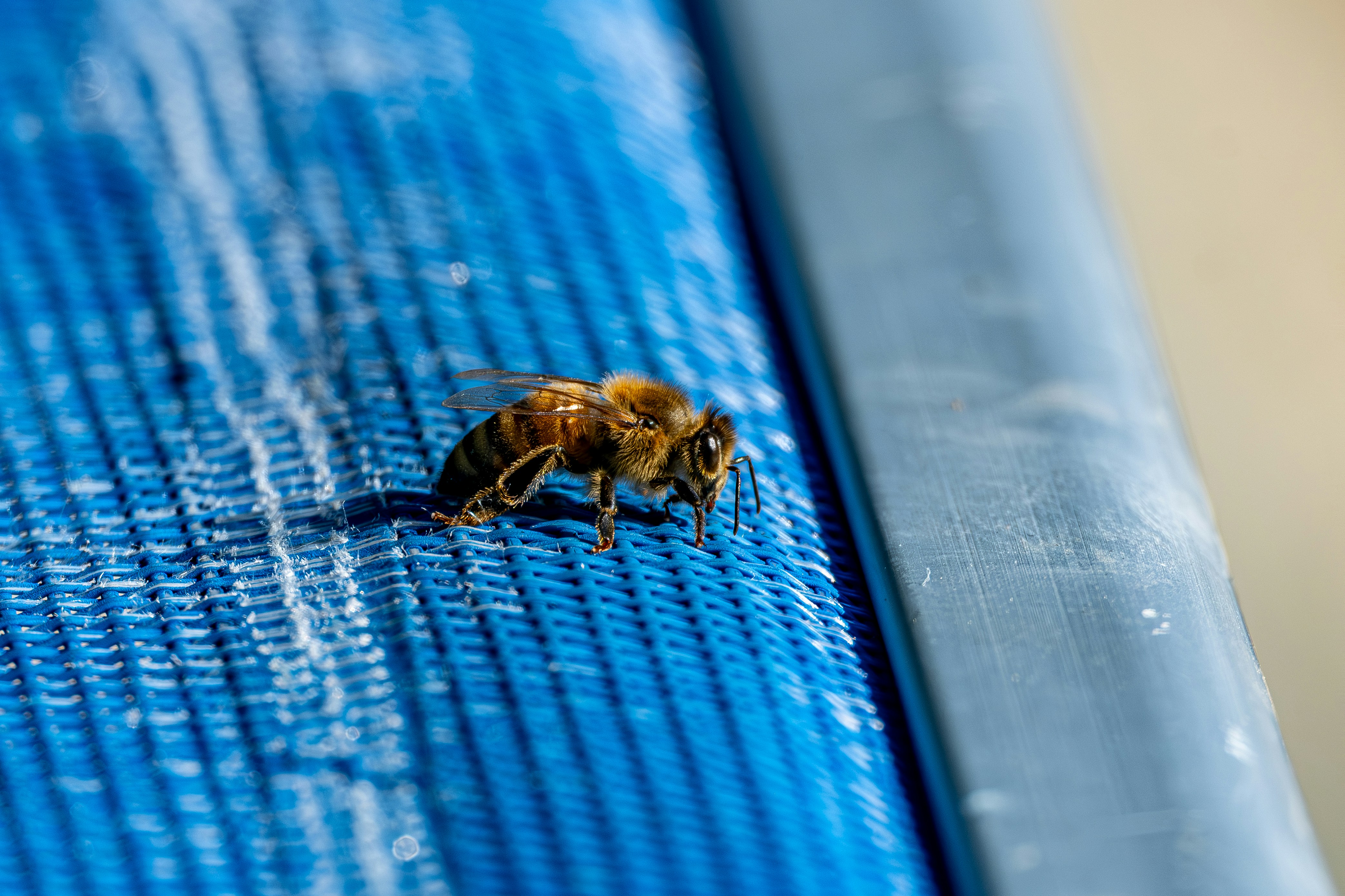 A honey bee on a textured blue fabric surface