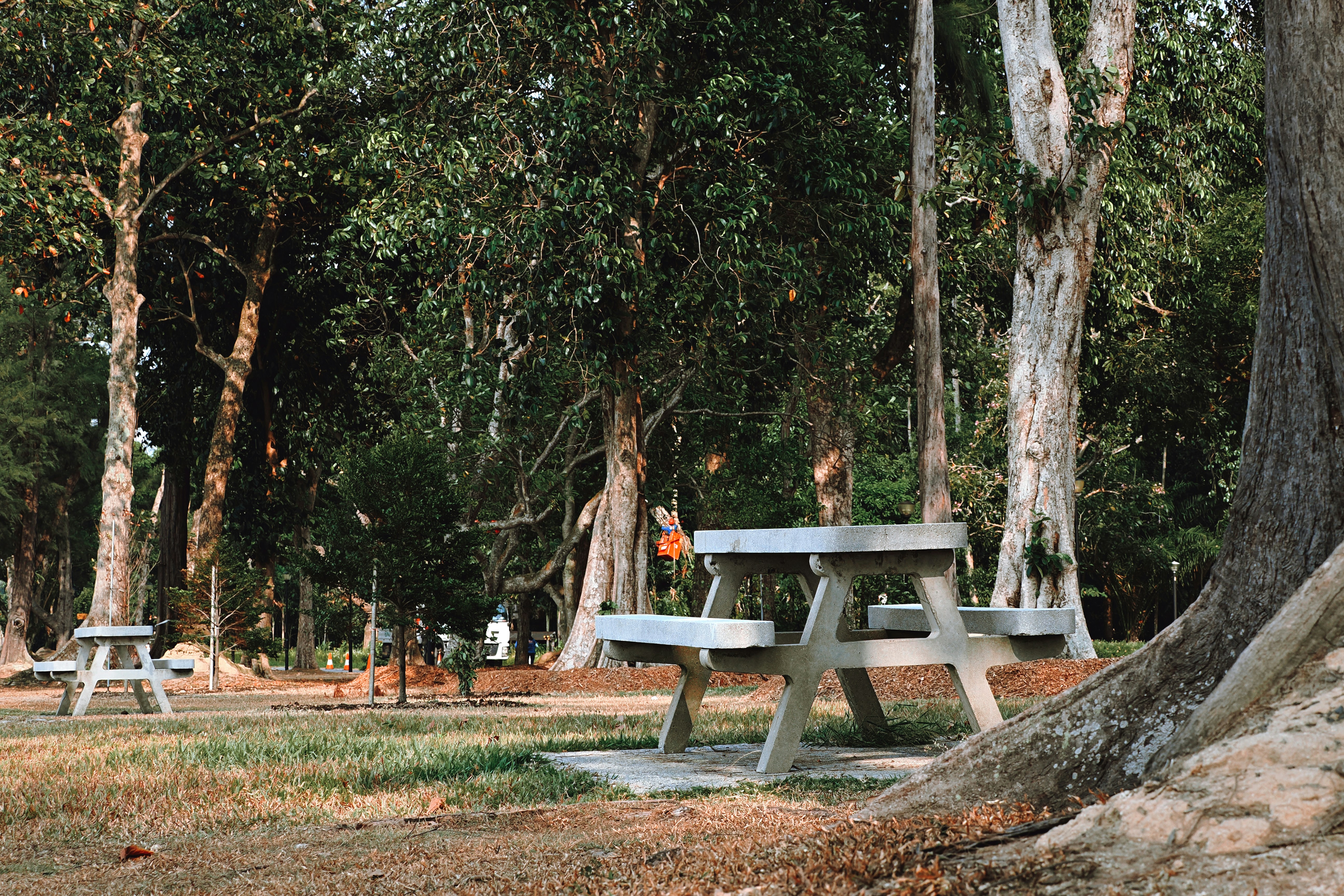 Concrete picnic tables on a lawn under gum trees