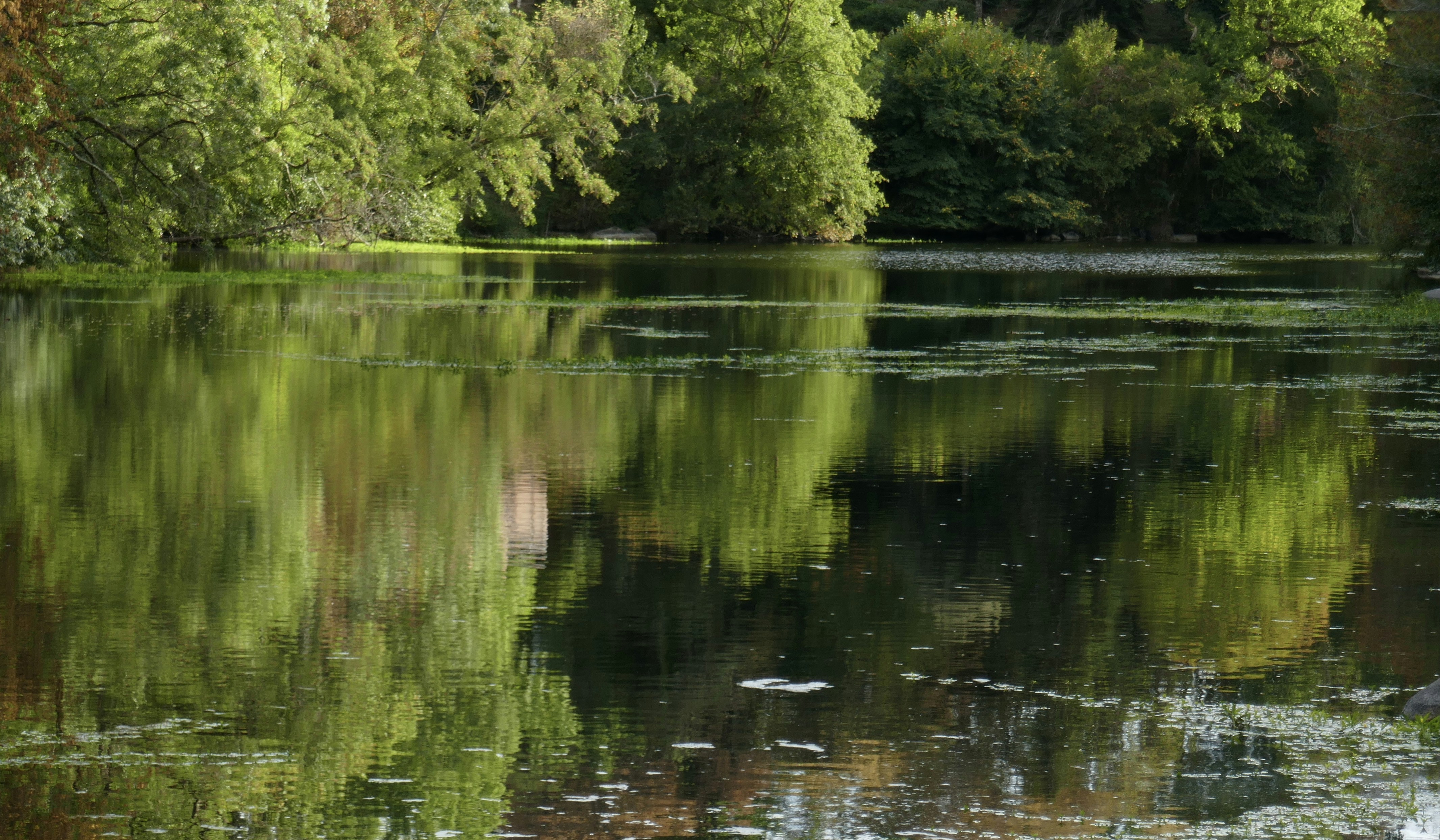 Green trees reflected in the calm water of a quiet pond