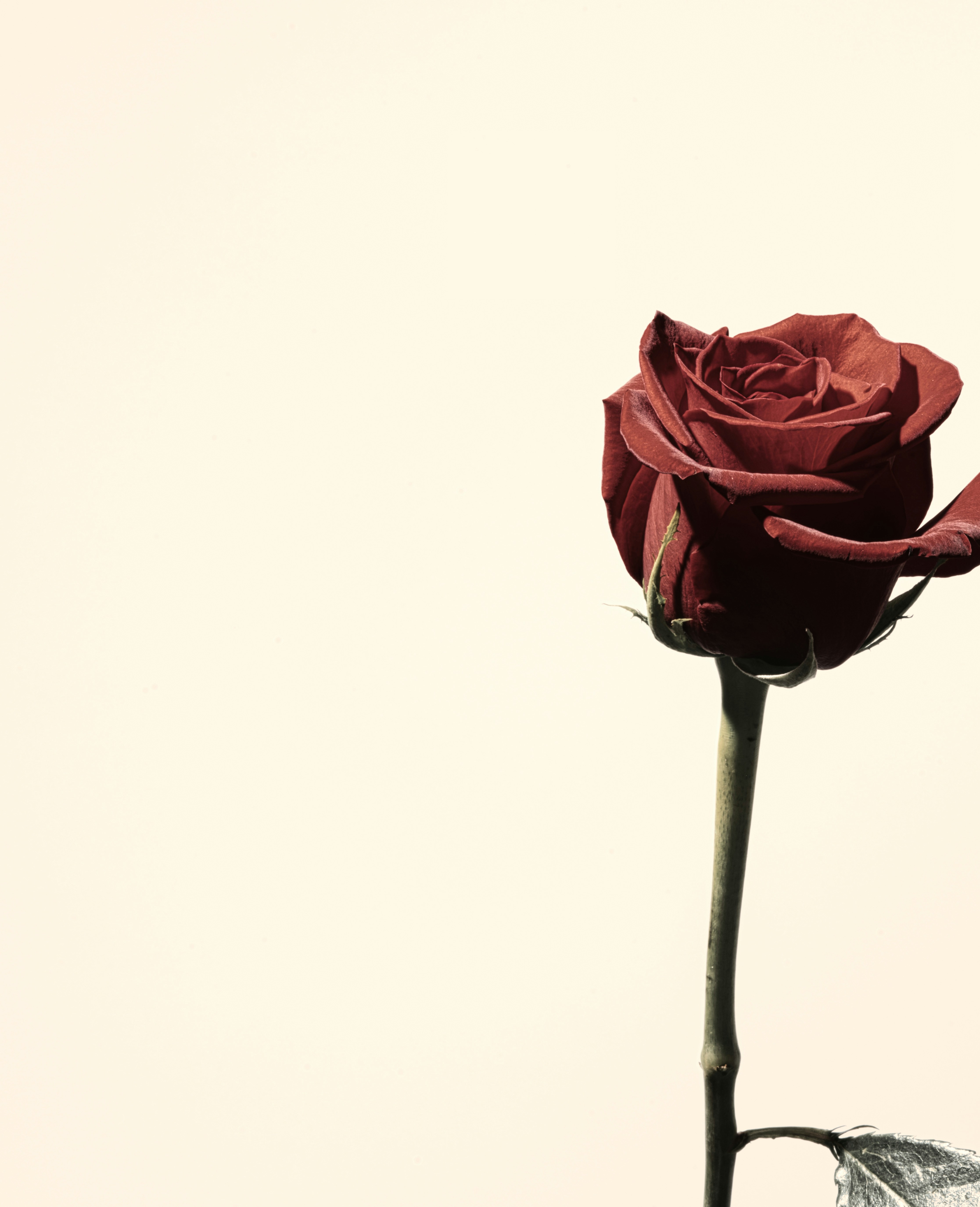 Una sola rosa rojo intenso sobre un tallo largo sobre un fondo crema