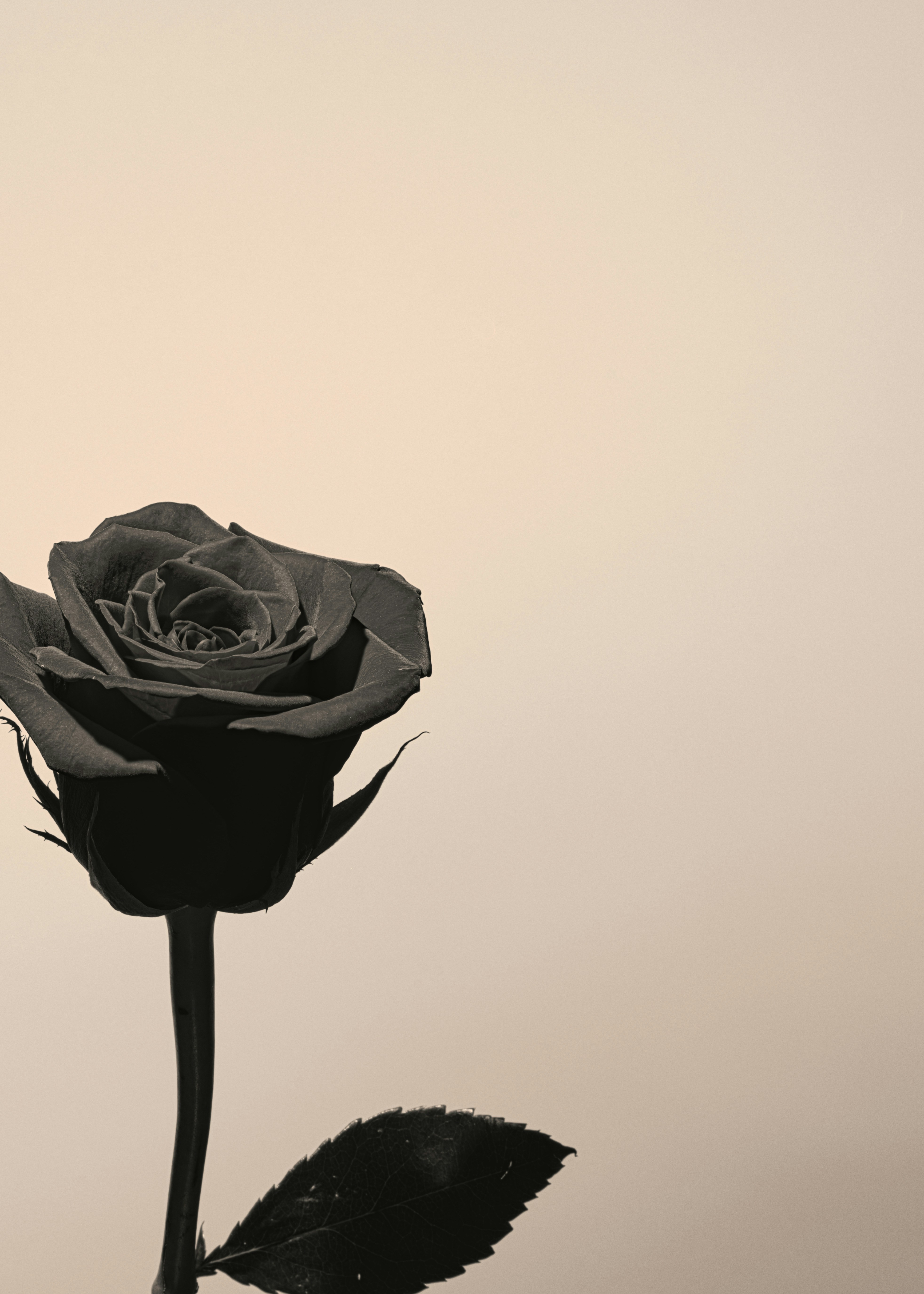 Una sola rosa oscura con tallo y hoja sobre un fondo beige