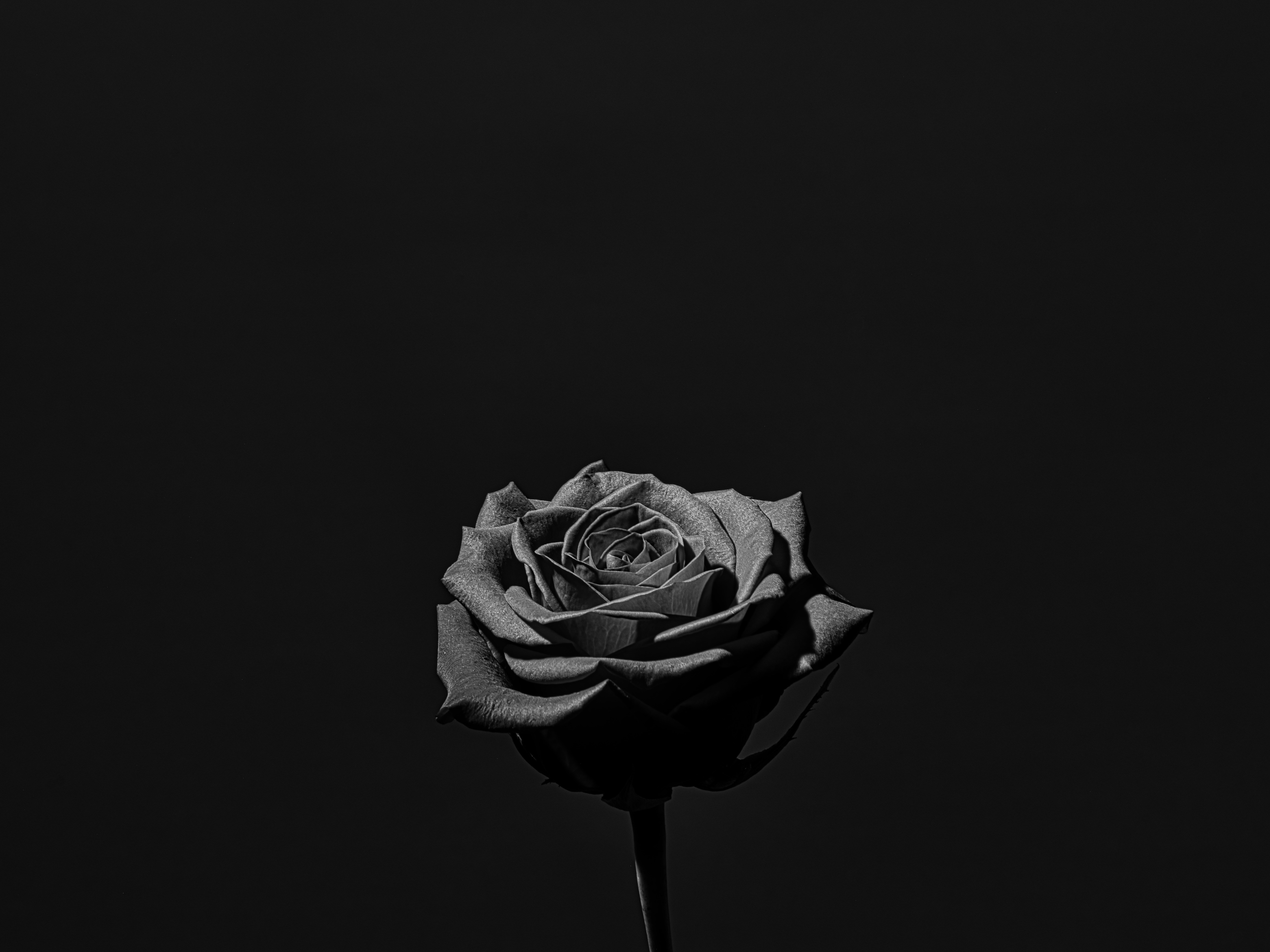 Una sola rosa en blanco y negro sobre un fondo oscuro