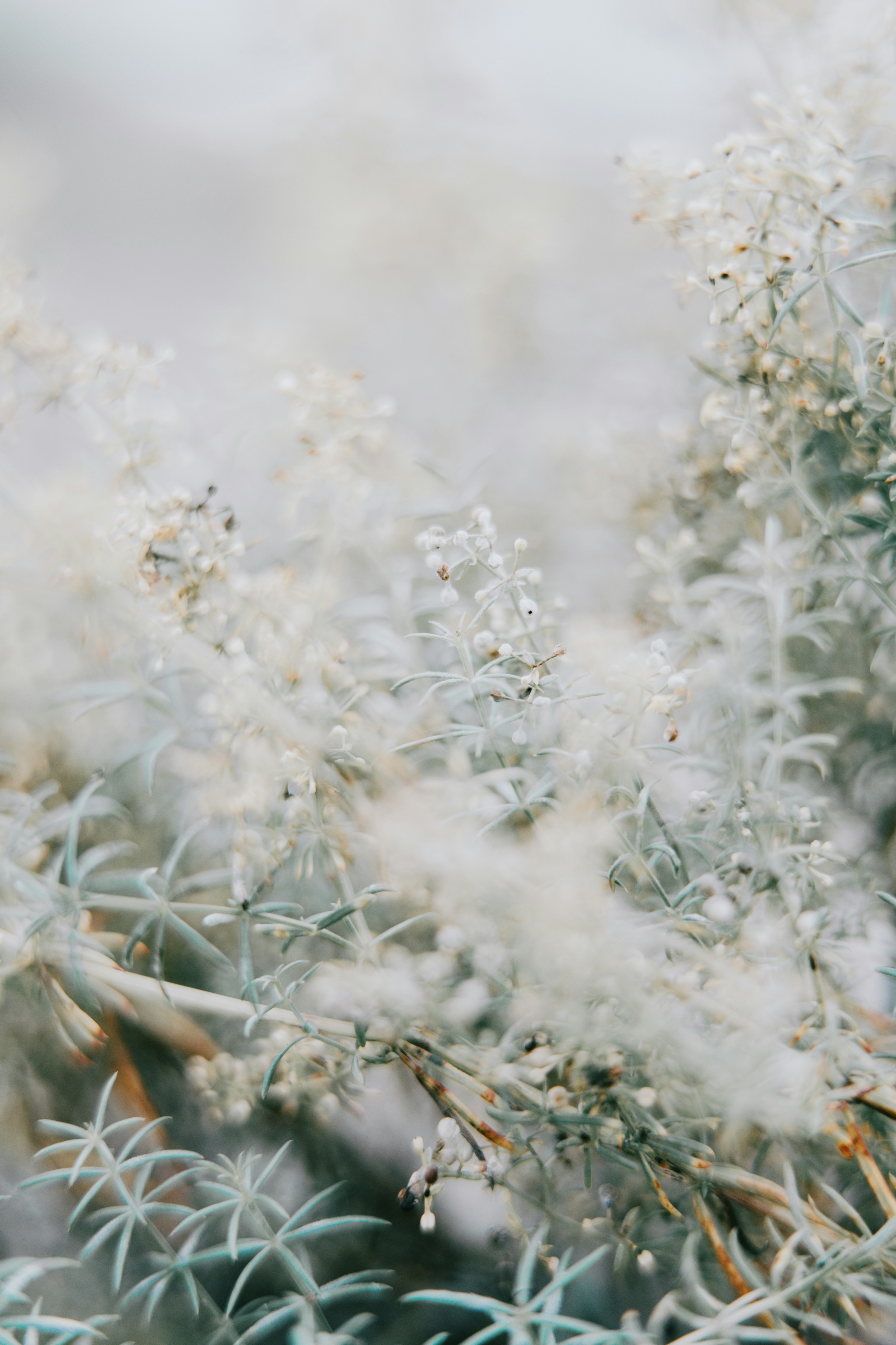 Delicate pale green foliage and tiny white buds in a soft focus garden