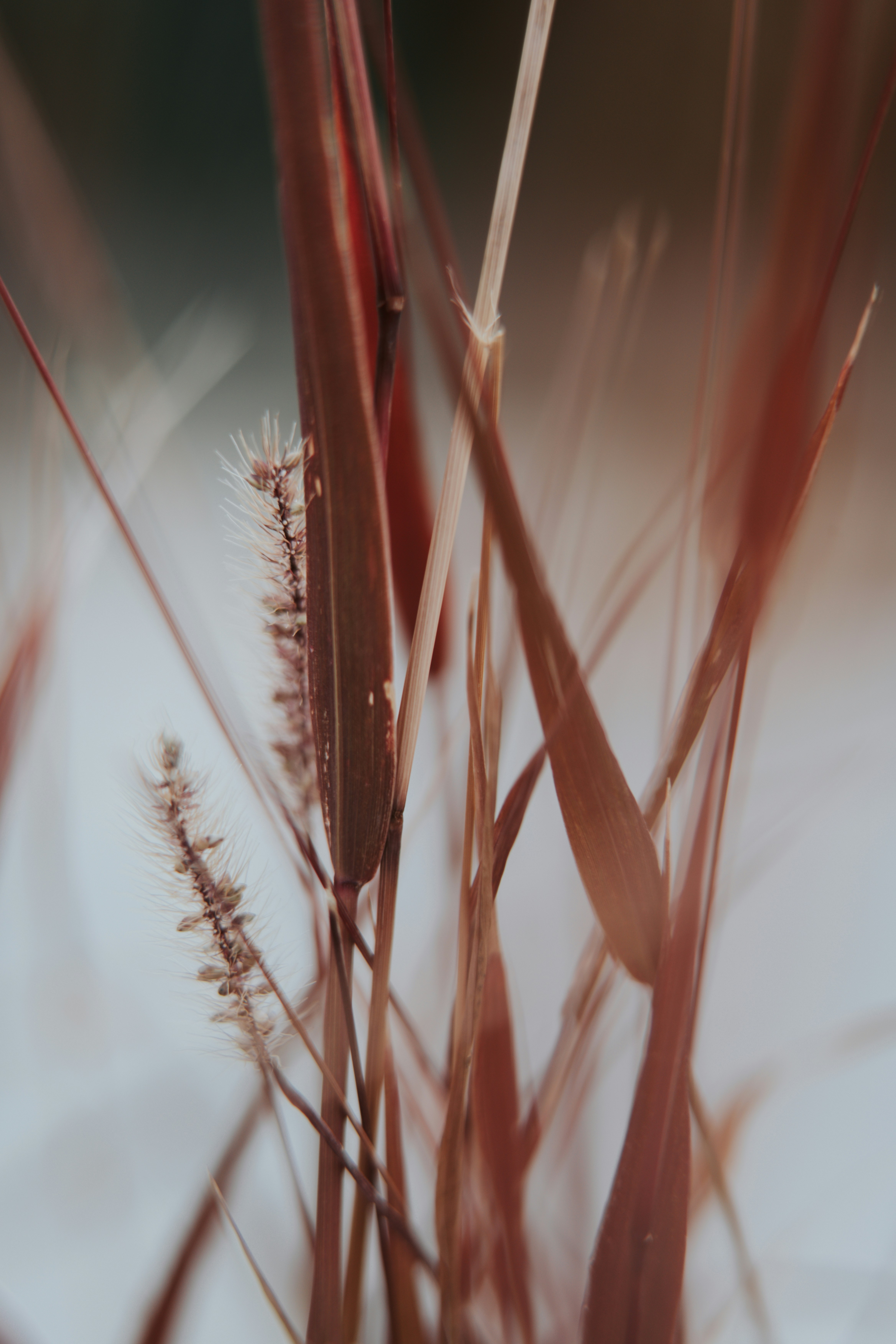 Macro view of thin reddish brown grass blades and fuzzy seed heads