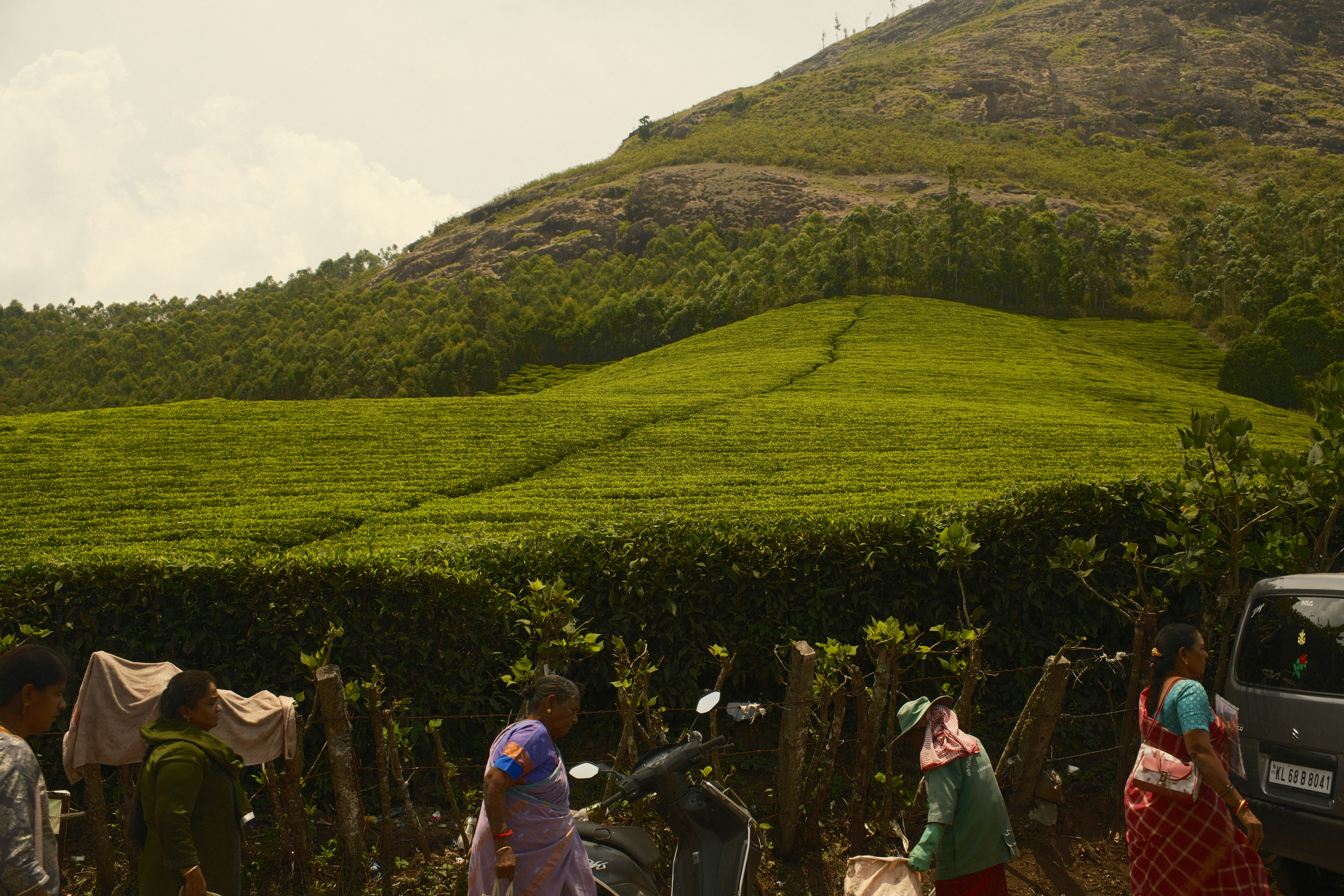 People walking along a road beside a lush green tea plantation in Munnar