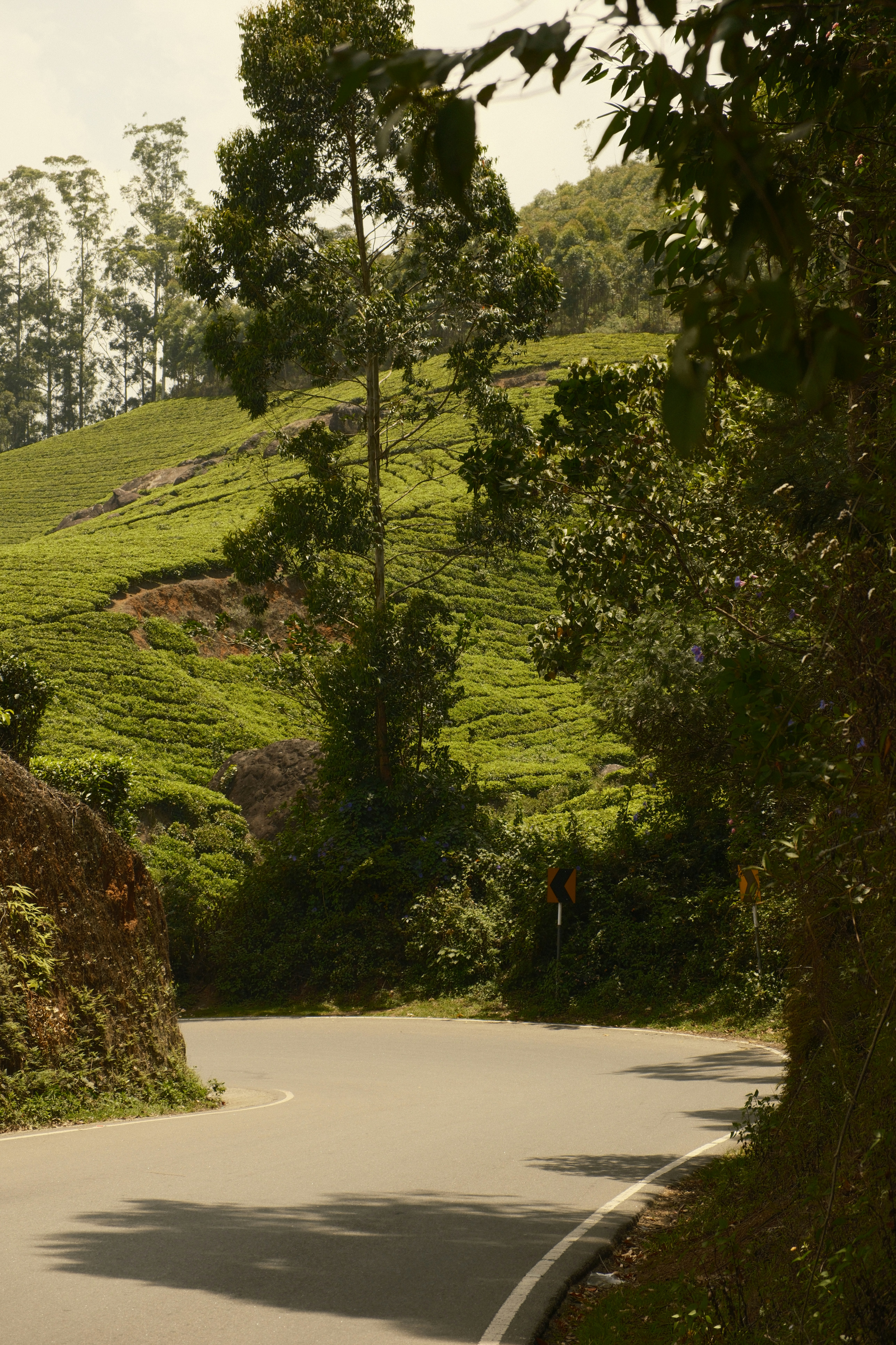 A winding asphalt road through lush green tea plantations in Munnar, India