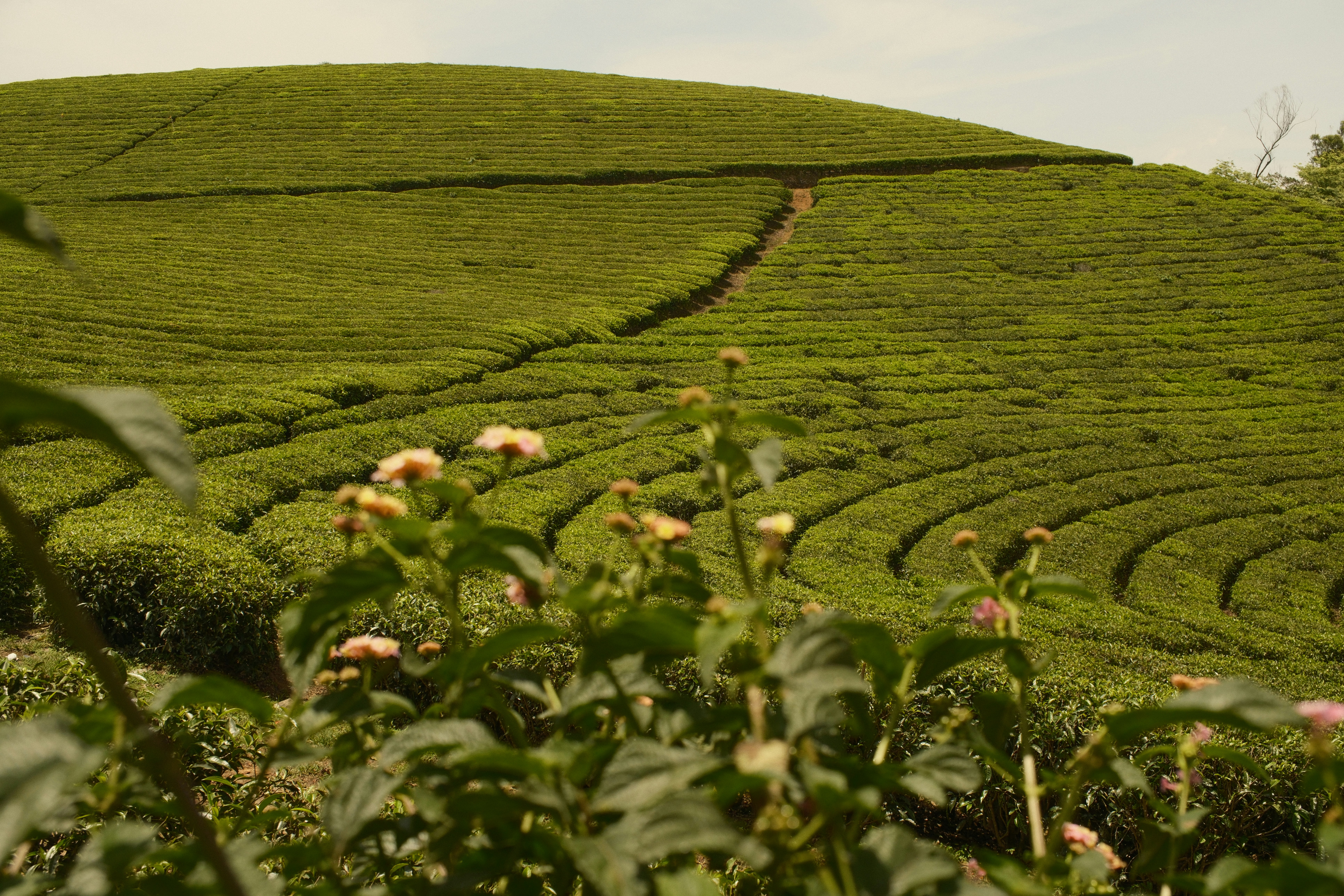 Rows of green tea bushes on a rolling hillside with foreground flowers