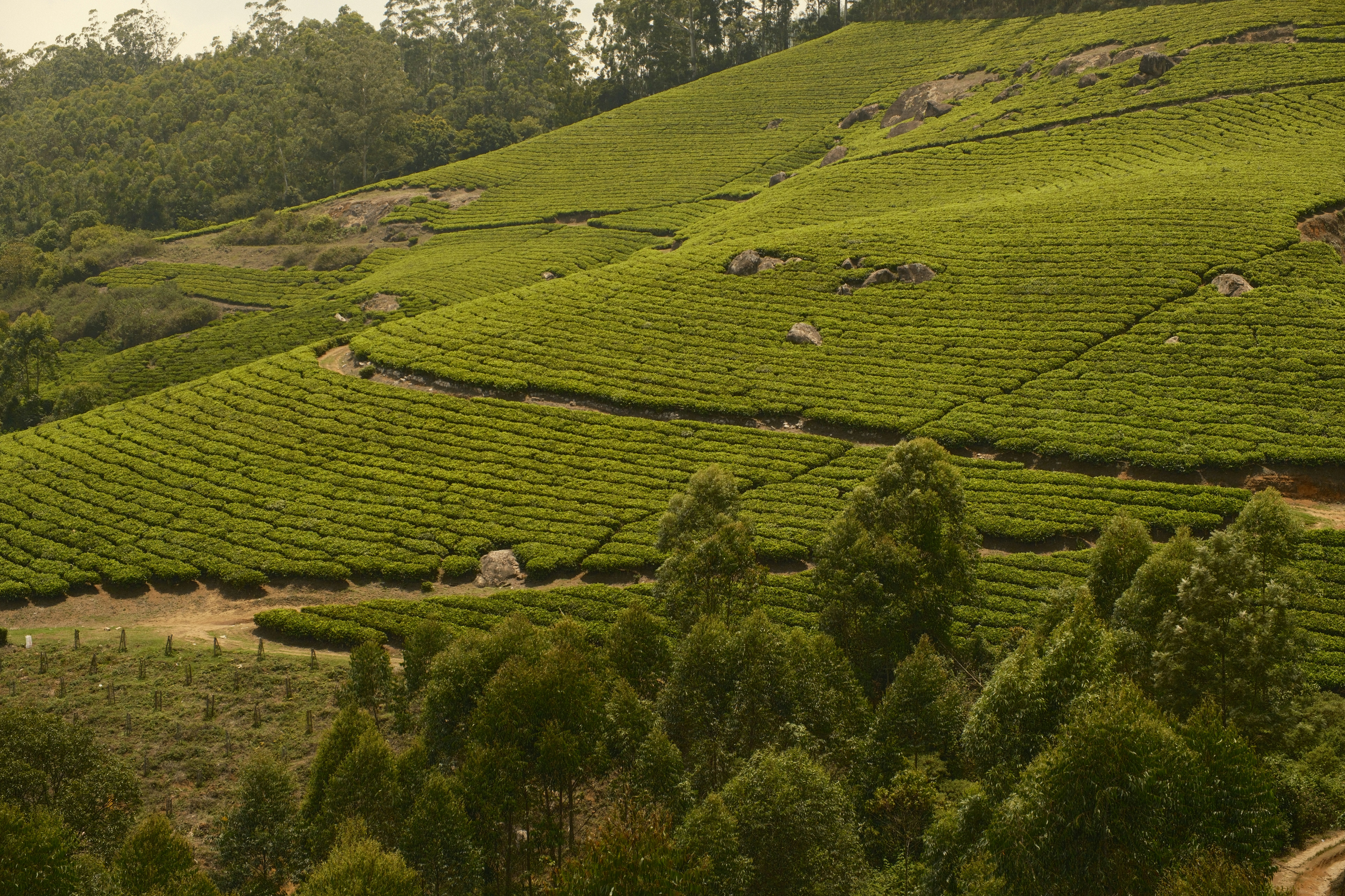 Green tea plantations covering rolling hills with scattered rocks and trees