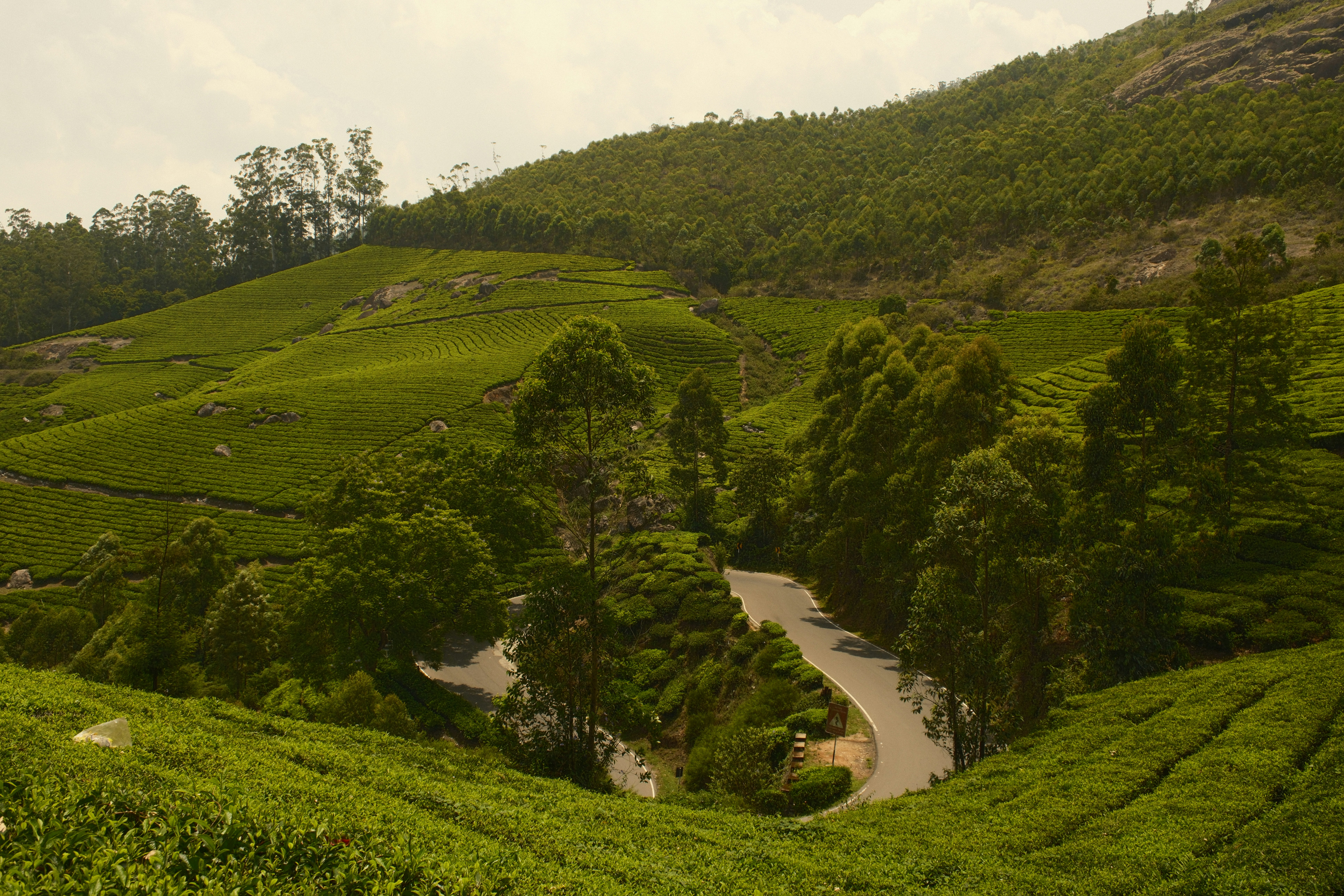 A winding road through lush green tea plantations on a hillside in Munnar