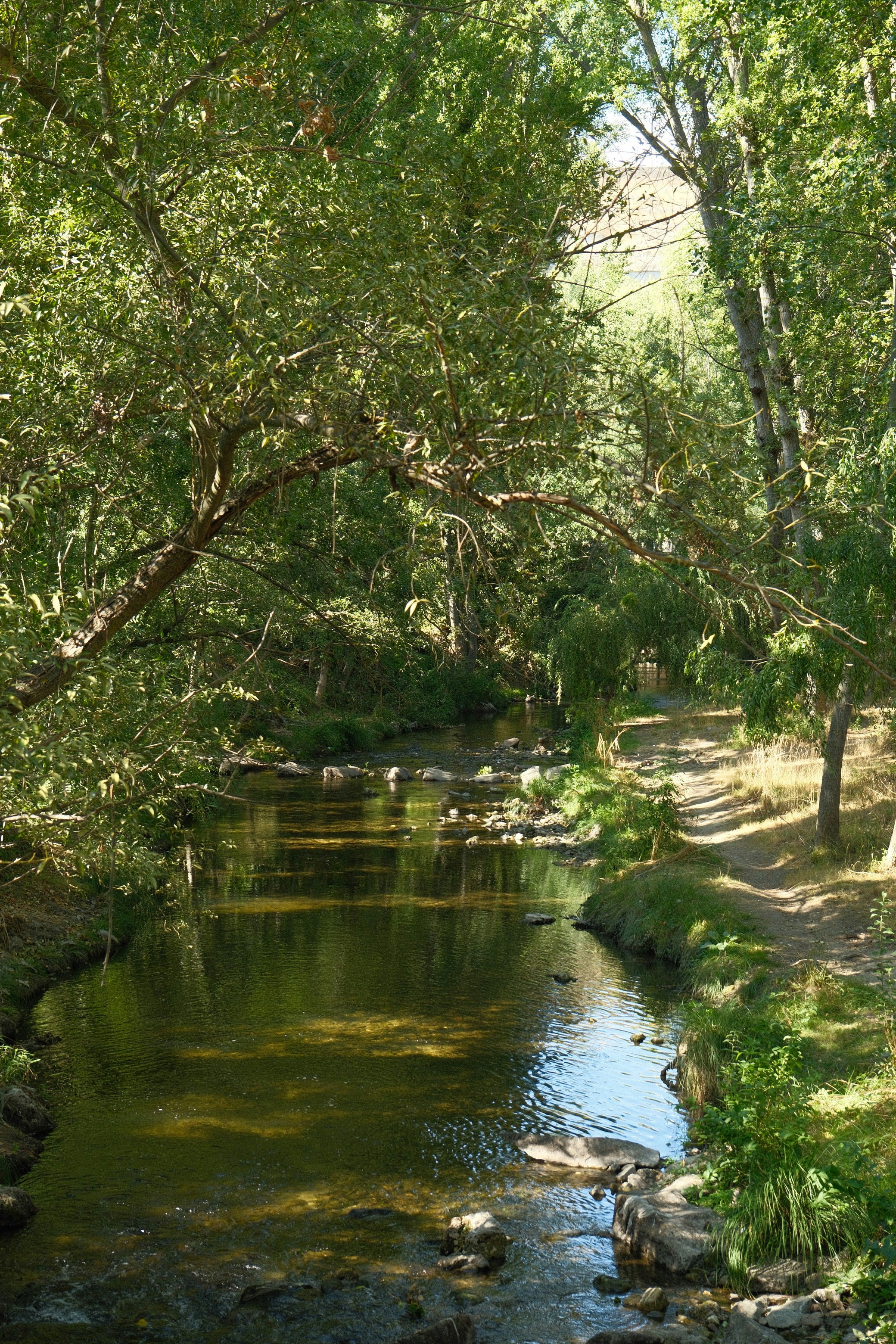 Un ruscello stretto che scorre attraverso una foresta rigogliosa con un sentiero di terra accanto