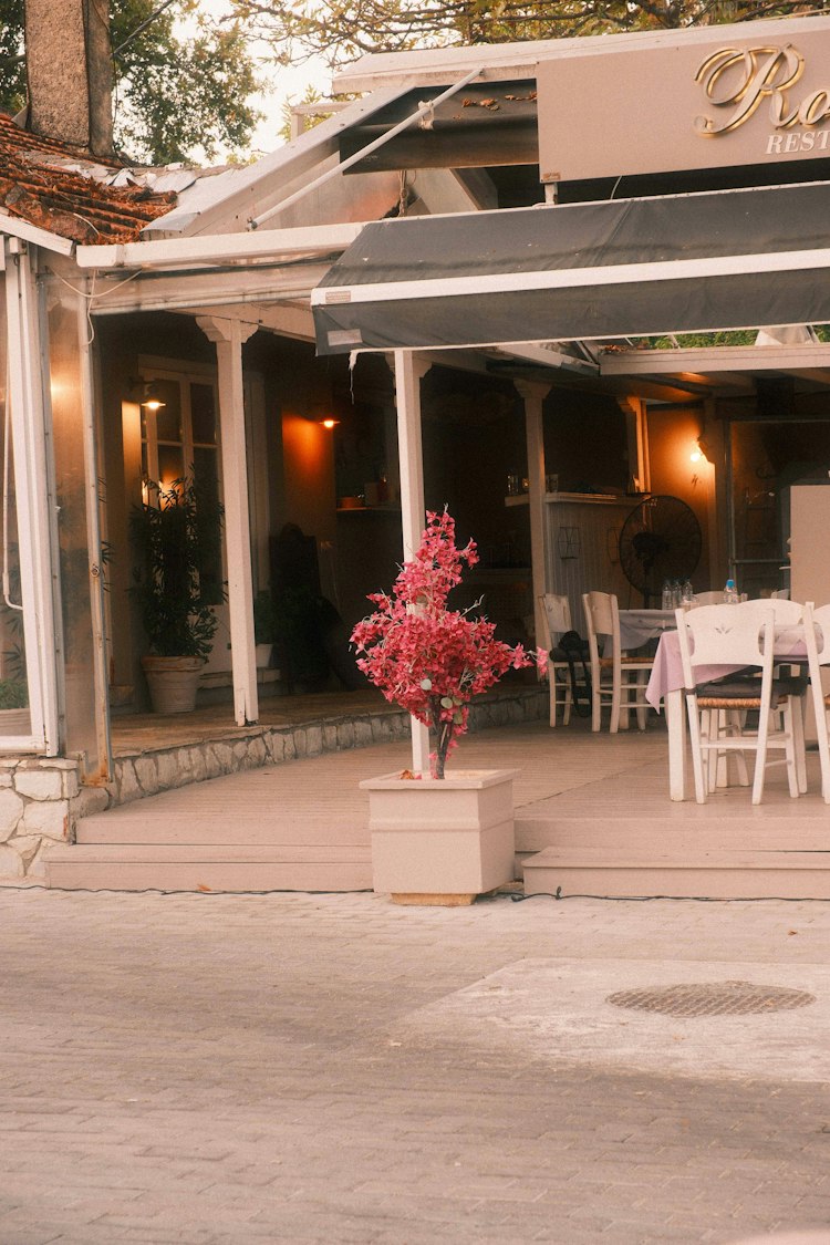Pink bougainvillea in a pot on a restaurant patio at dusk