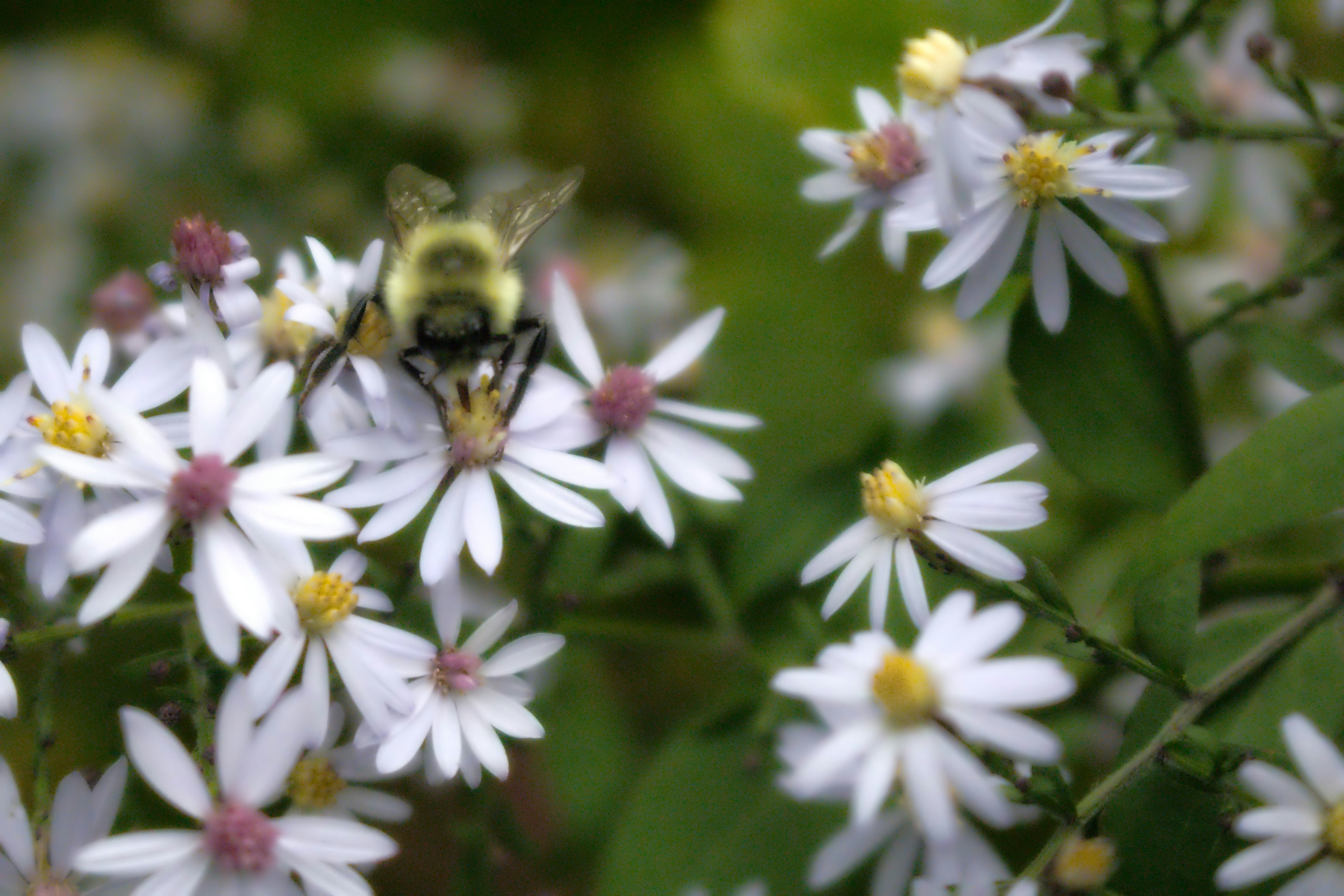 A fuzzy bumblebee foraging on white aster flowers with yellow centers