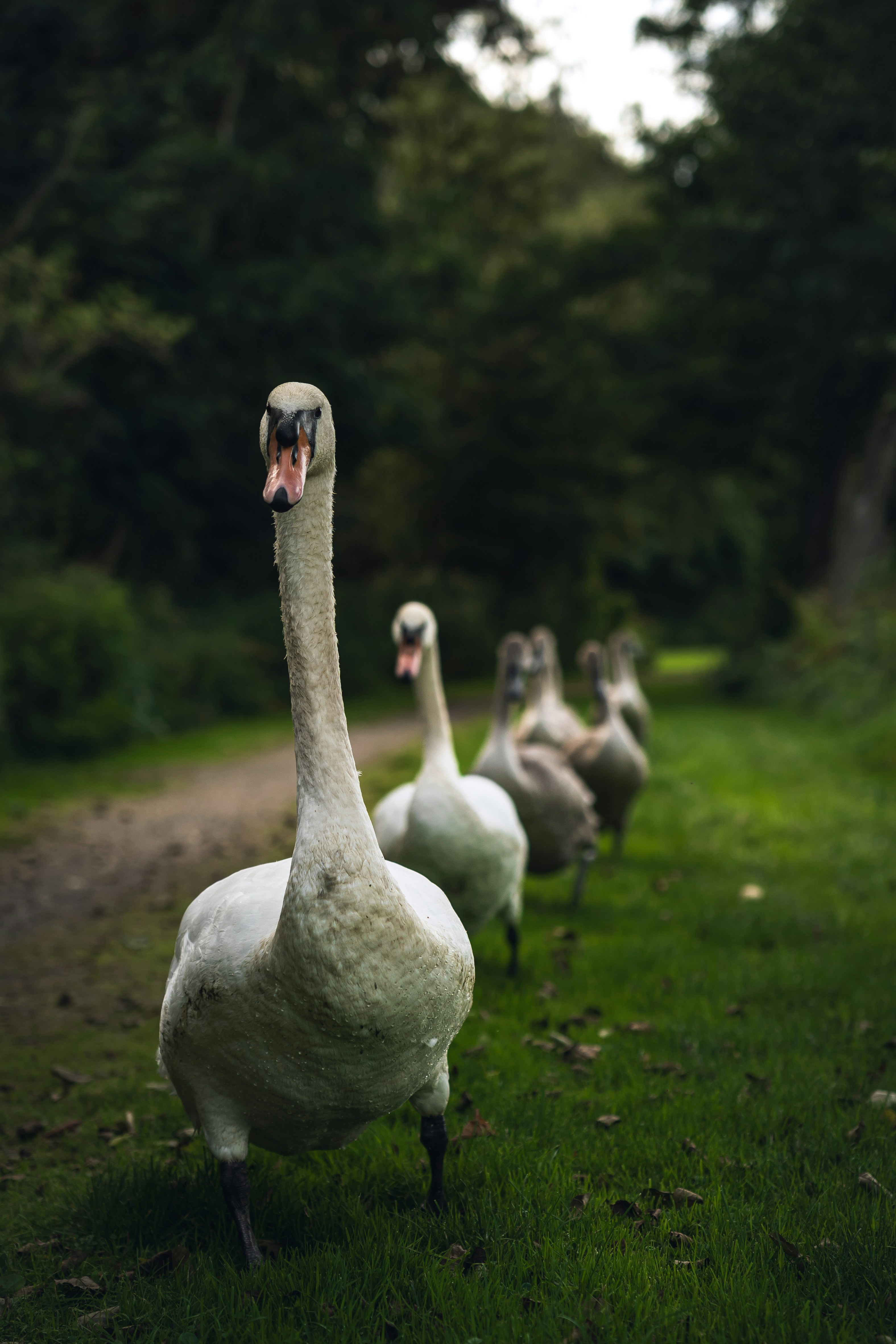 A line of swans walking along a grassy path near a dark forest