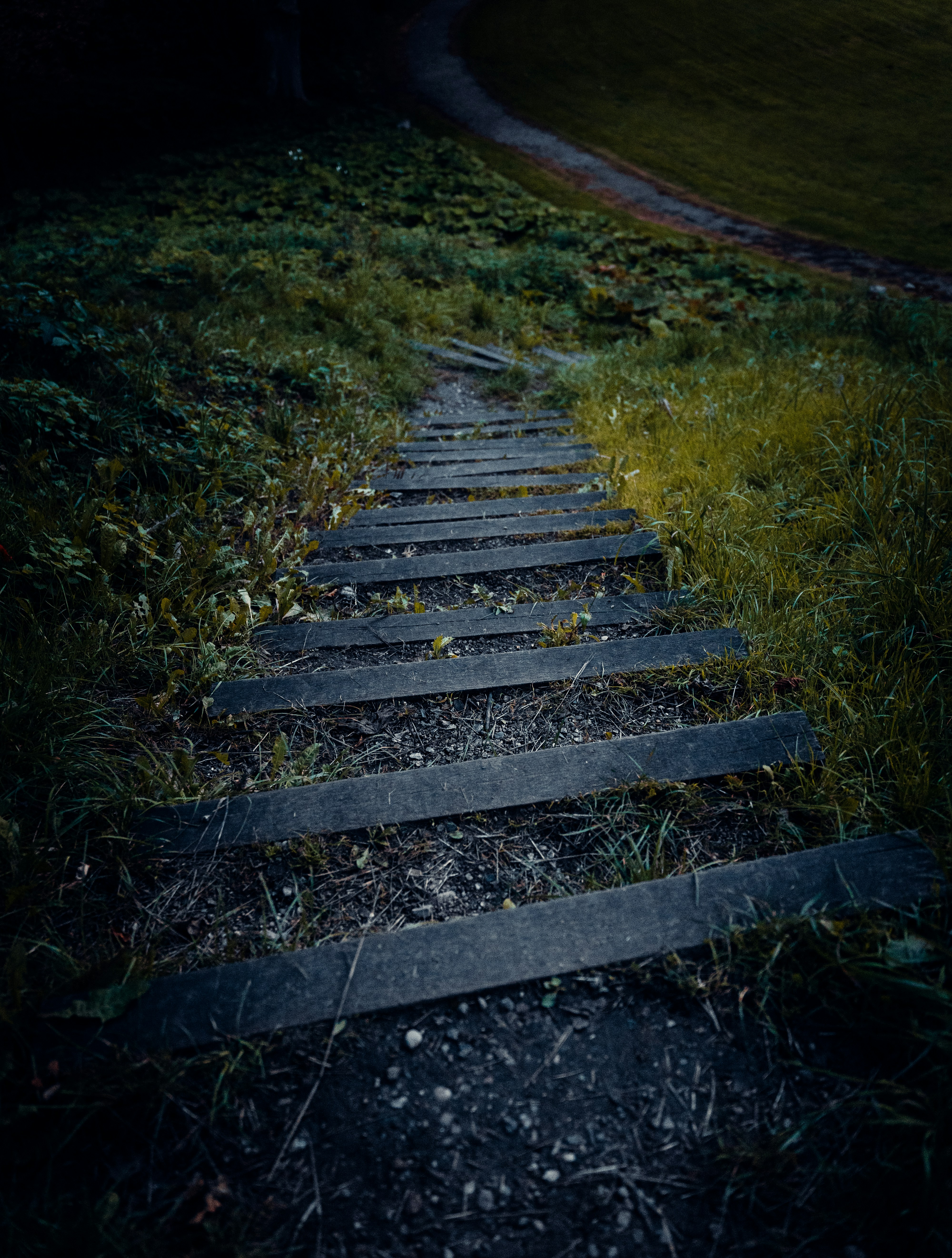 Wooden steps descending through a grassy hillside into a dark forest