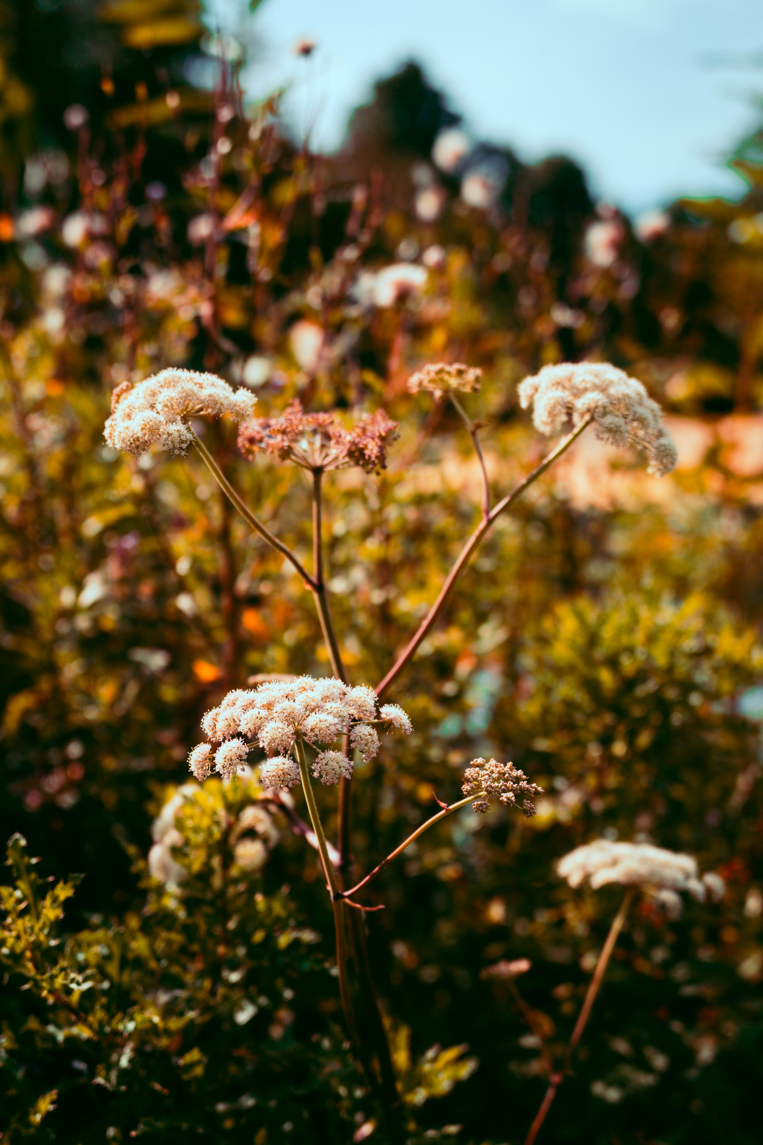 White umbel flowers on thin stems in a sunlit garden