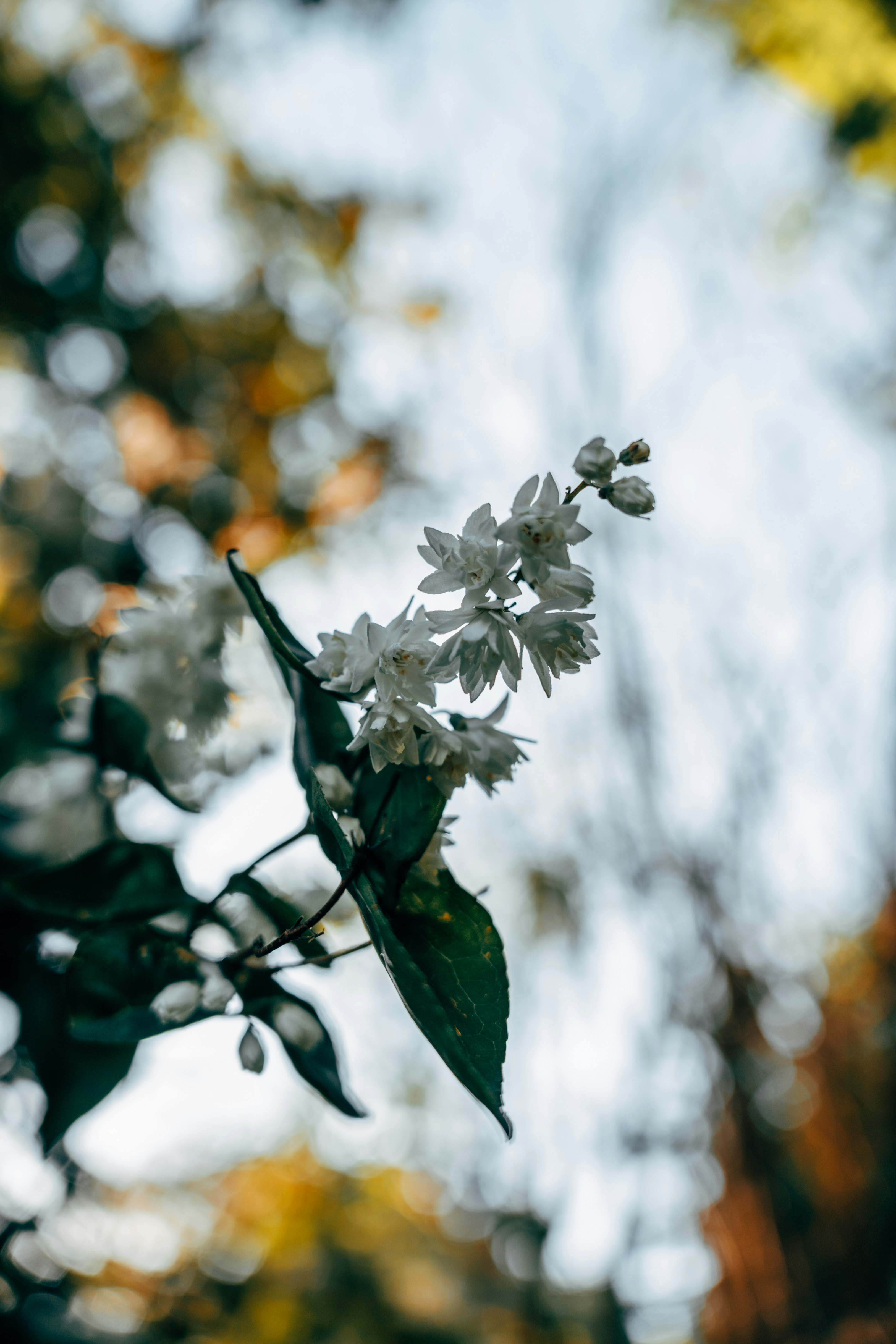 A cluster of small white flowers on a branch with dark green leaves