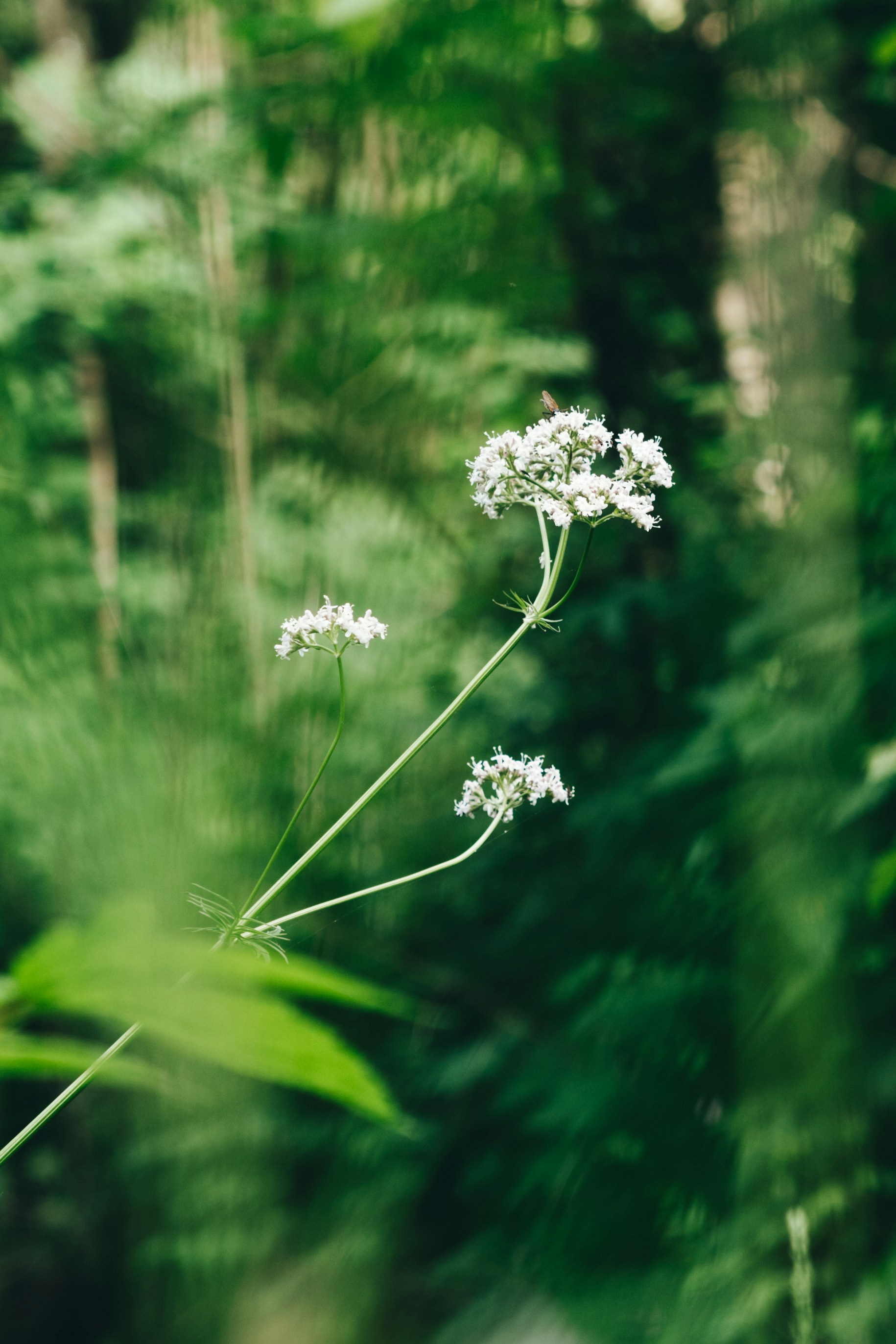 Small white clusters of valerian flowers on a thin stem against green foliage