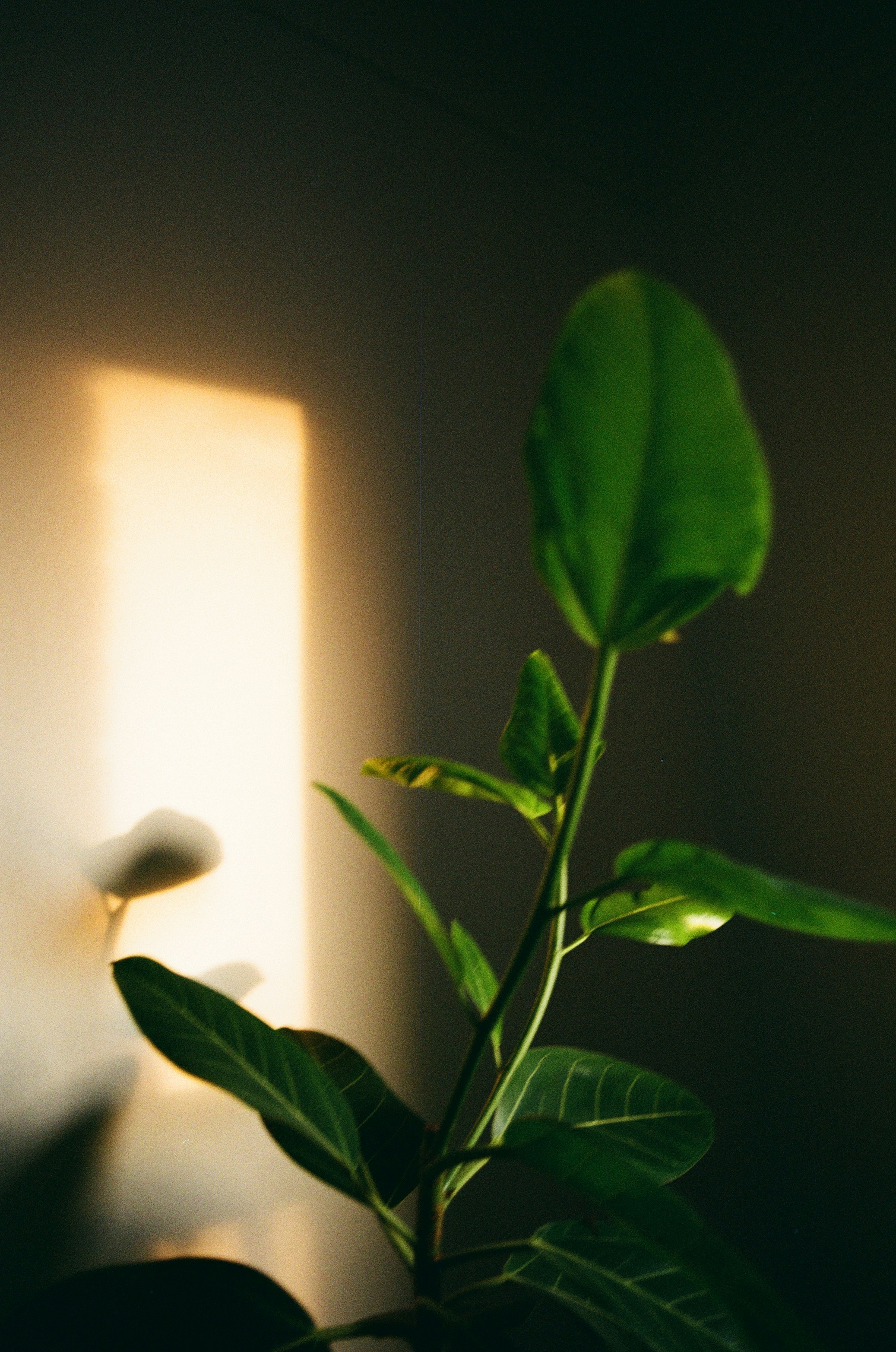 A green plant with broad leaves in front of a warm sunlit wall