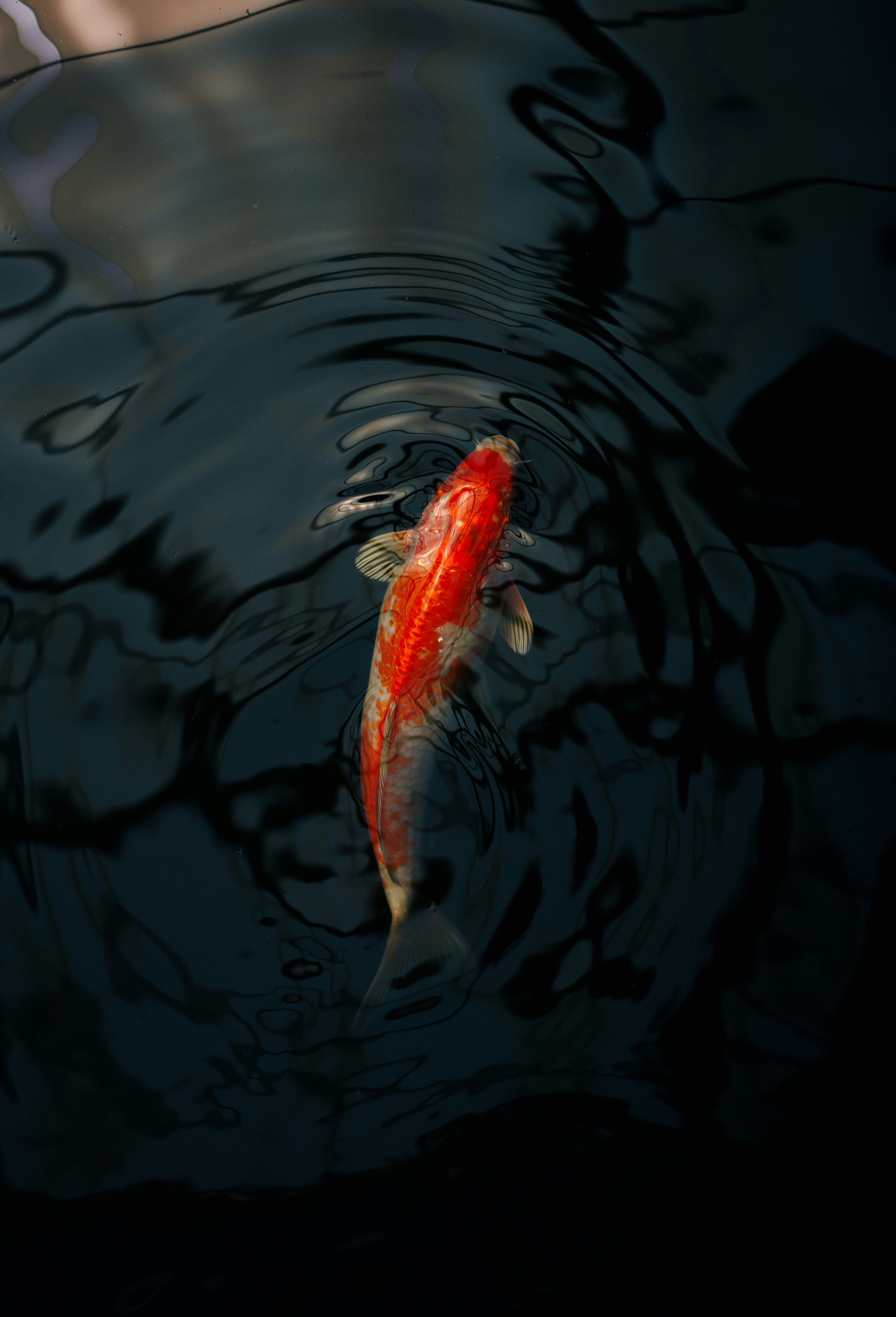 A bright orange and white koi fish swimming in dark rippling water