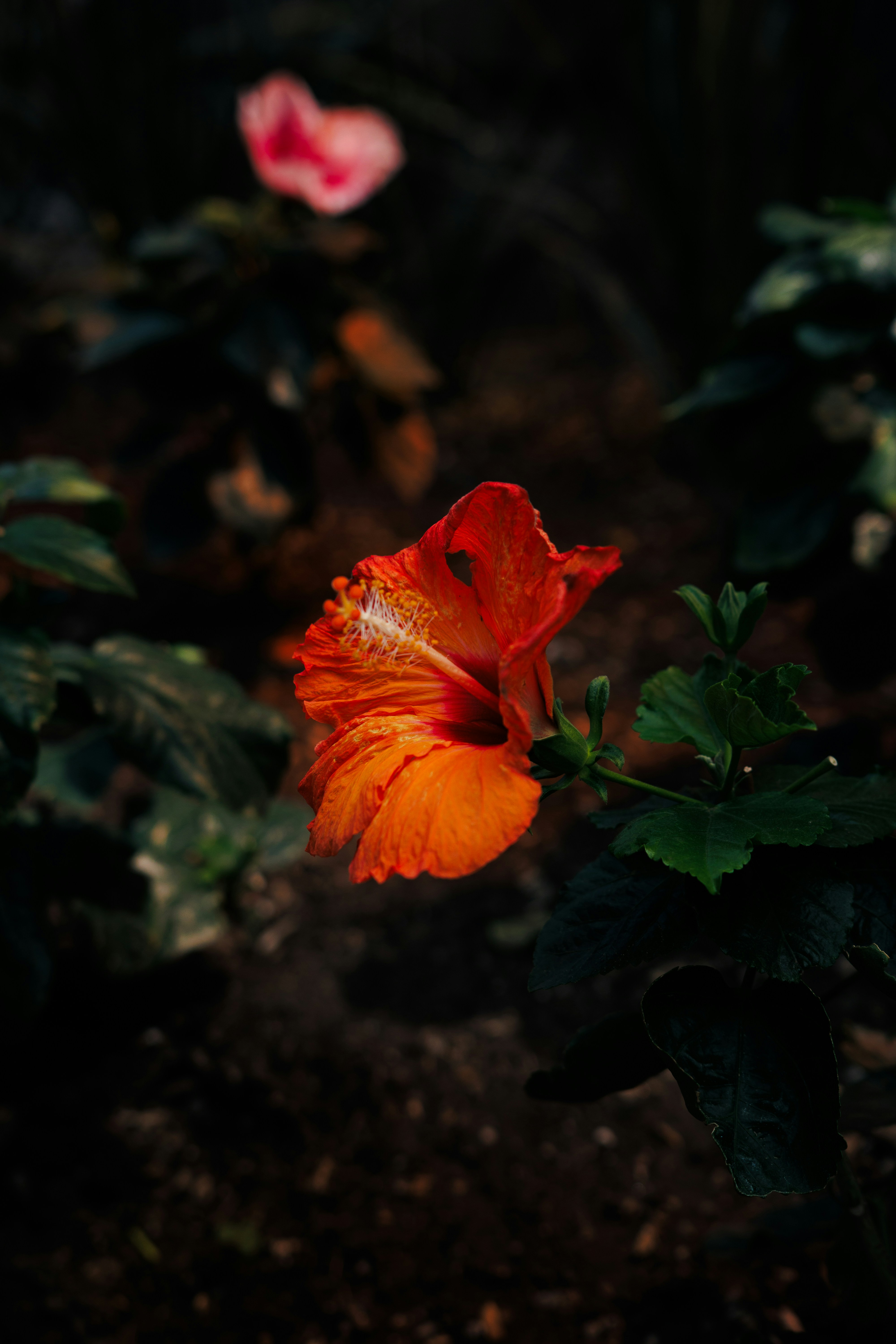 暗い庭に浮かぶ鮮やかなオレンジ色のハイビスカスの花で、雄しべが目立つ