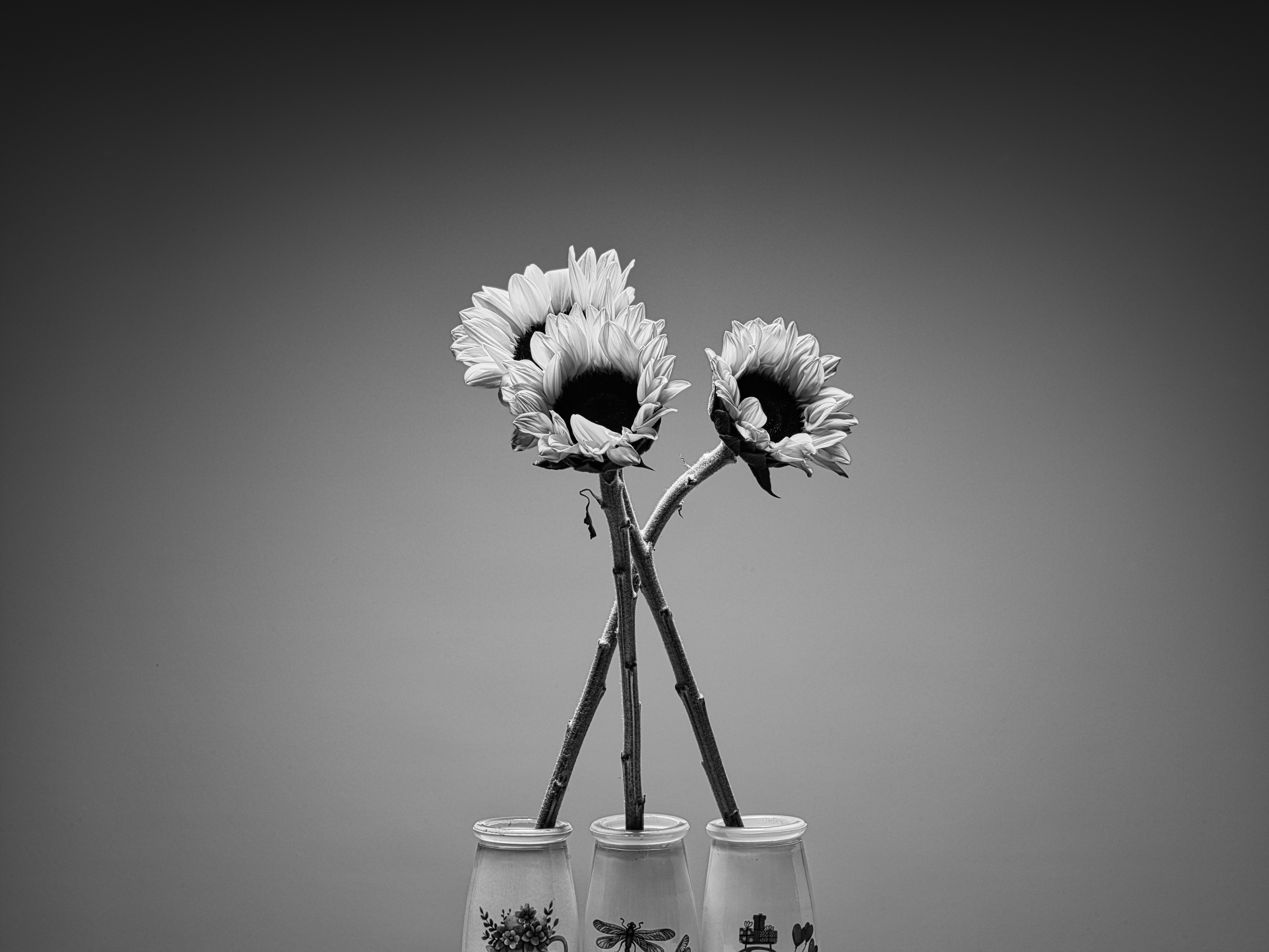 Tres girasoles en tarros de cristal sobre un fondo gris liso