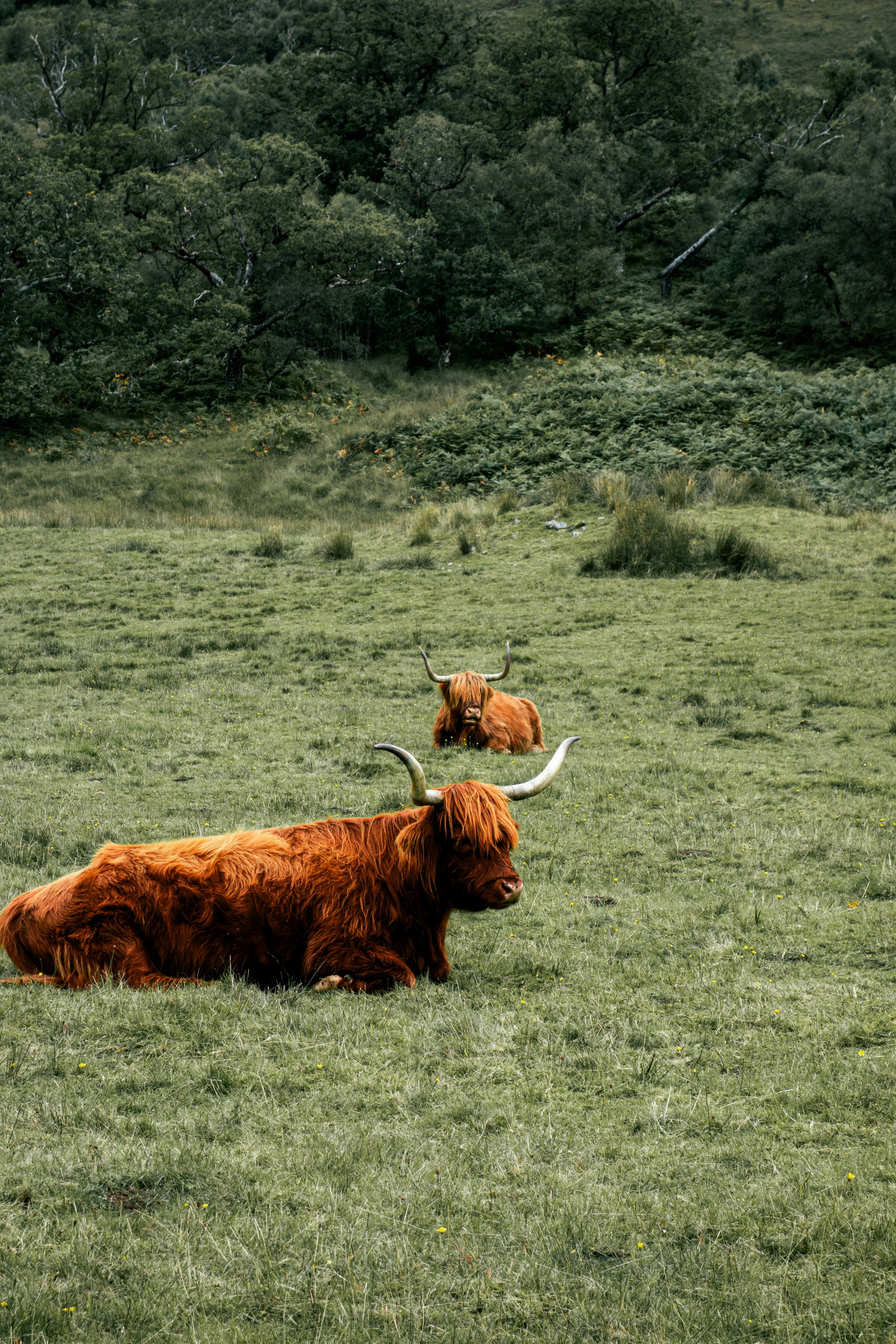 Two Highland cattle resting in a green grassy field with trees in the background