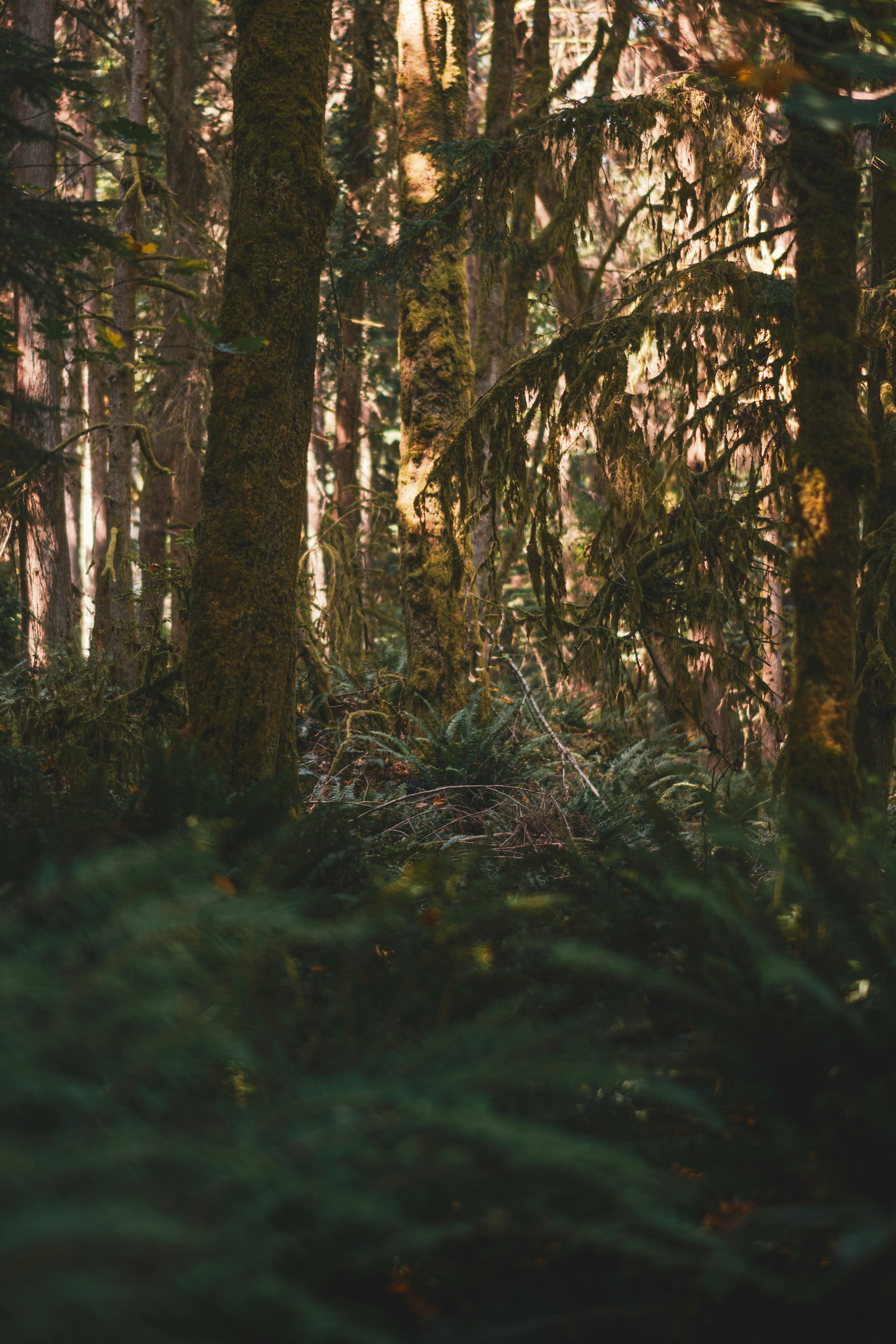 Sunlight Filtering Through Mossy Trees and Ferns in a