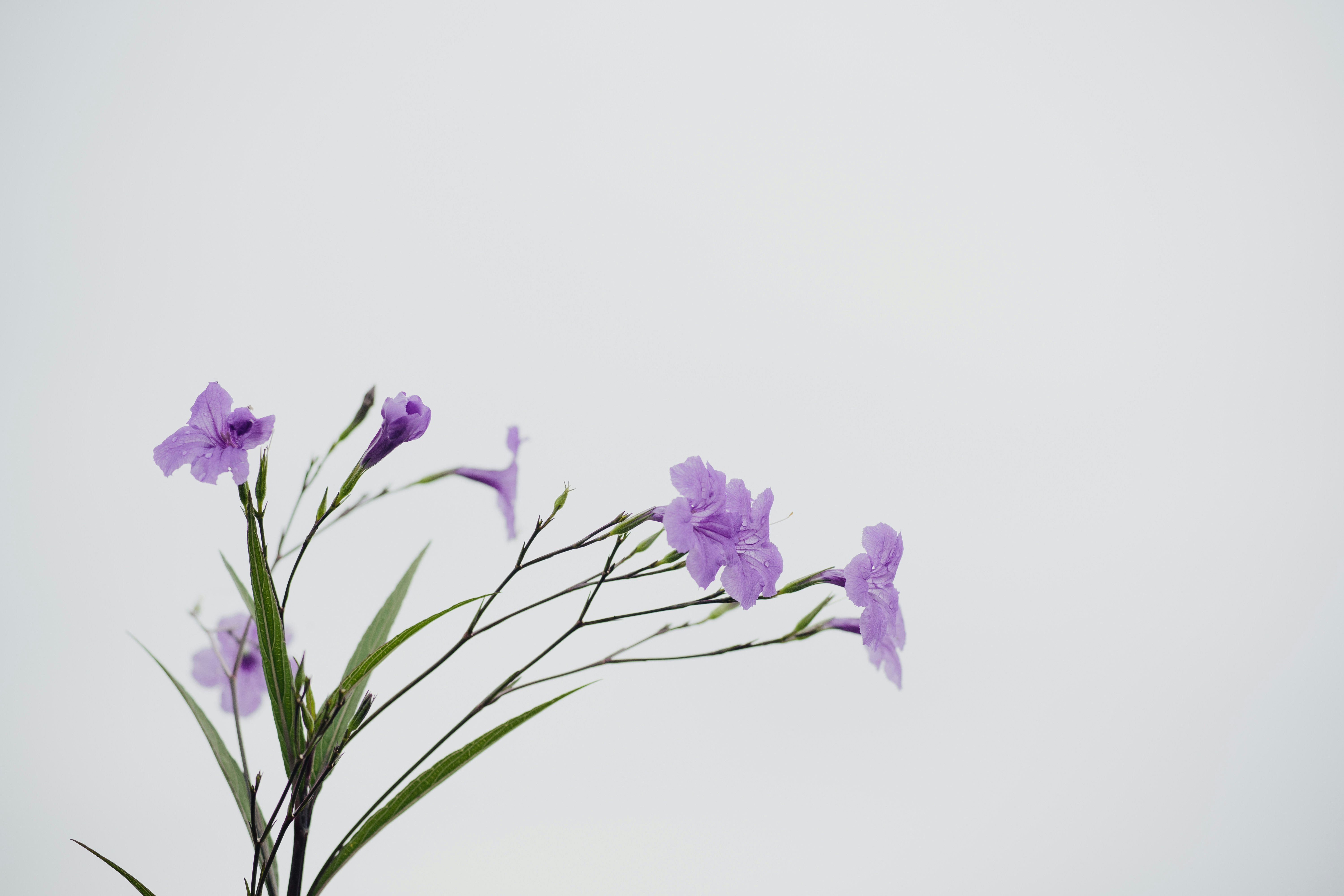 Fotomural Delicate purple flowers on thin green stems against a plain light background