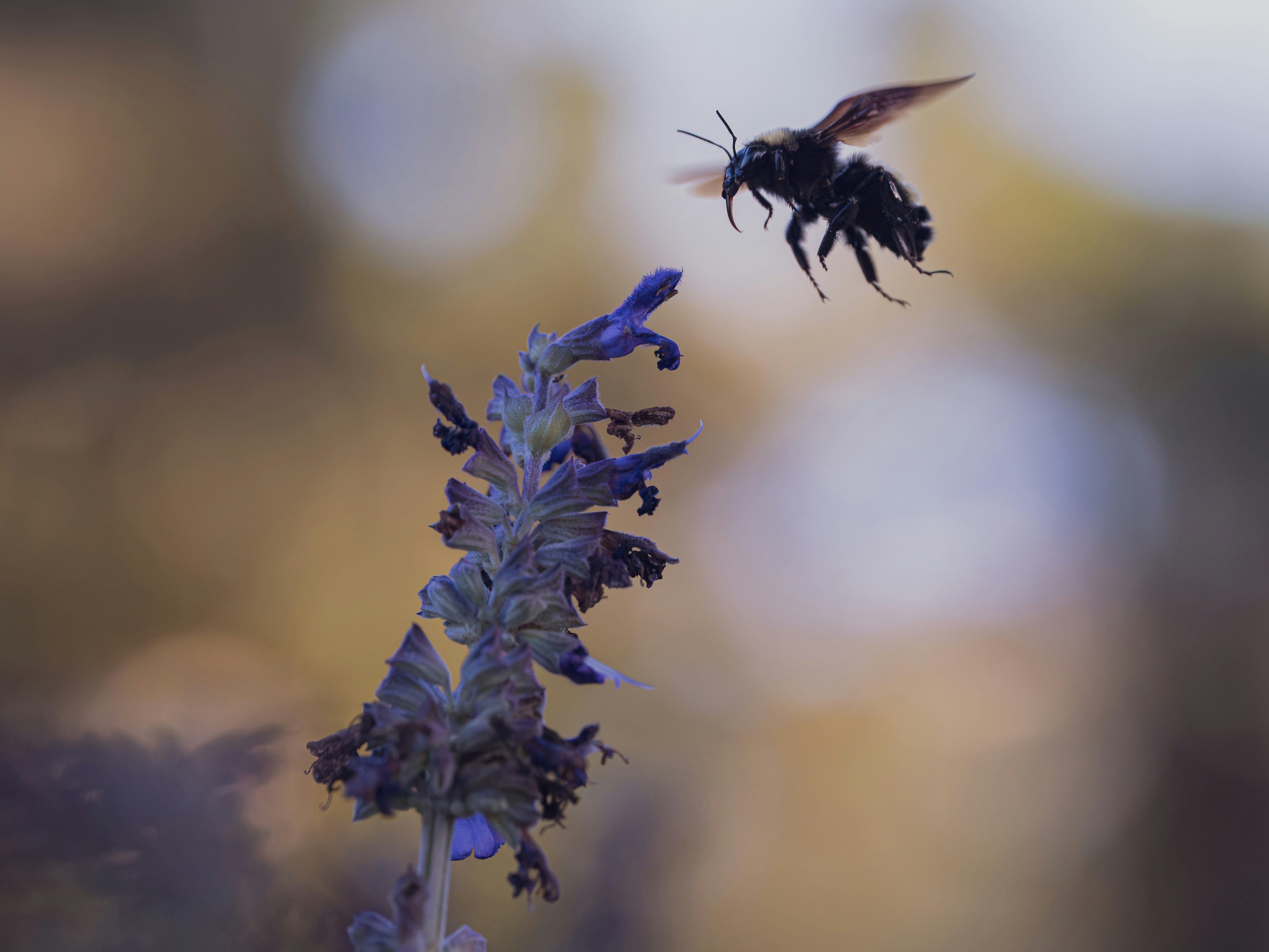 A bumblebee hovering near a purple salvia flower against a soft blurred background