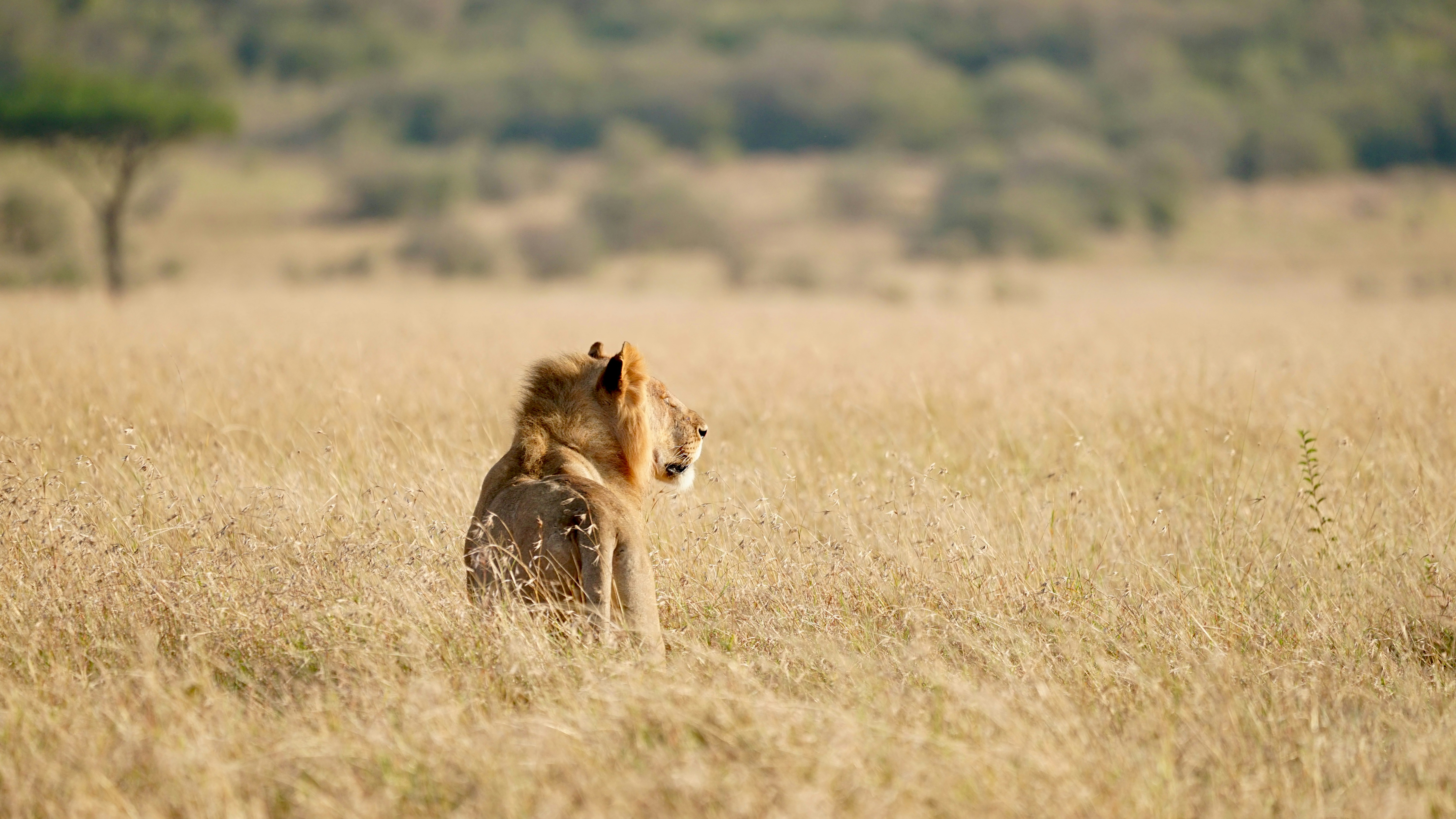 A male lion in tall golden grass on the African savanna