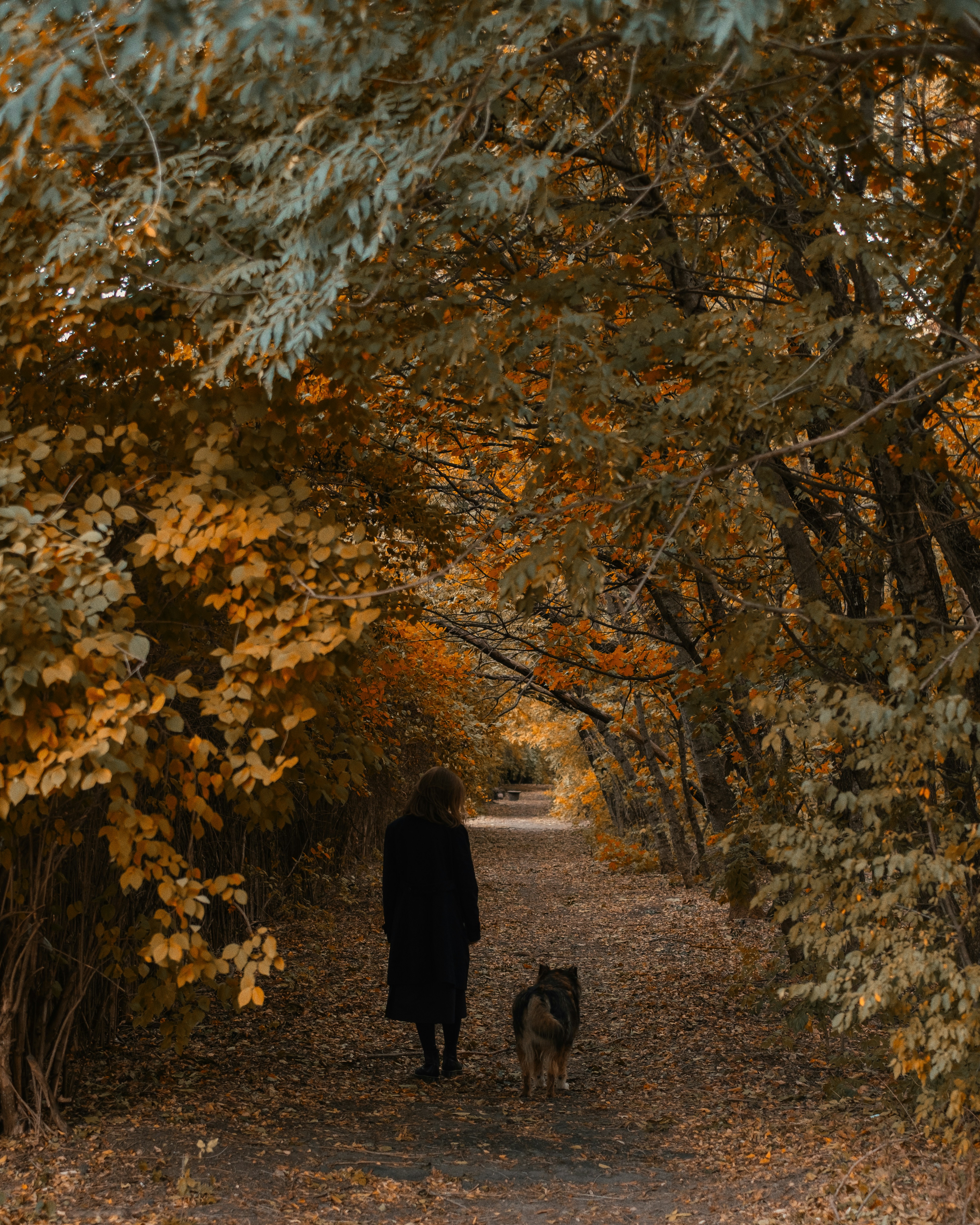 A person in a black coat walking a dog along an autumnal forest path