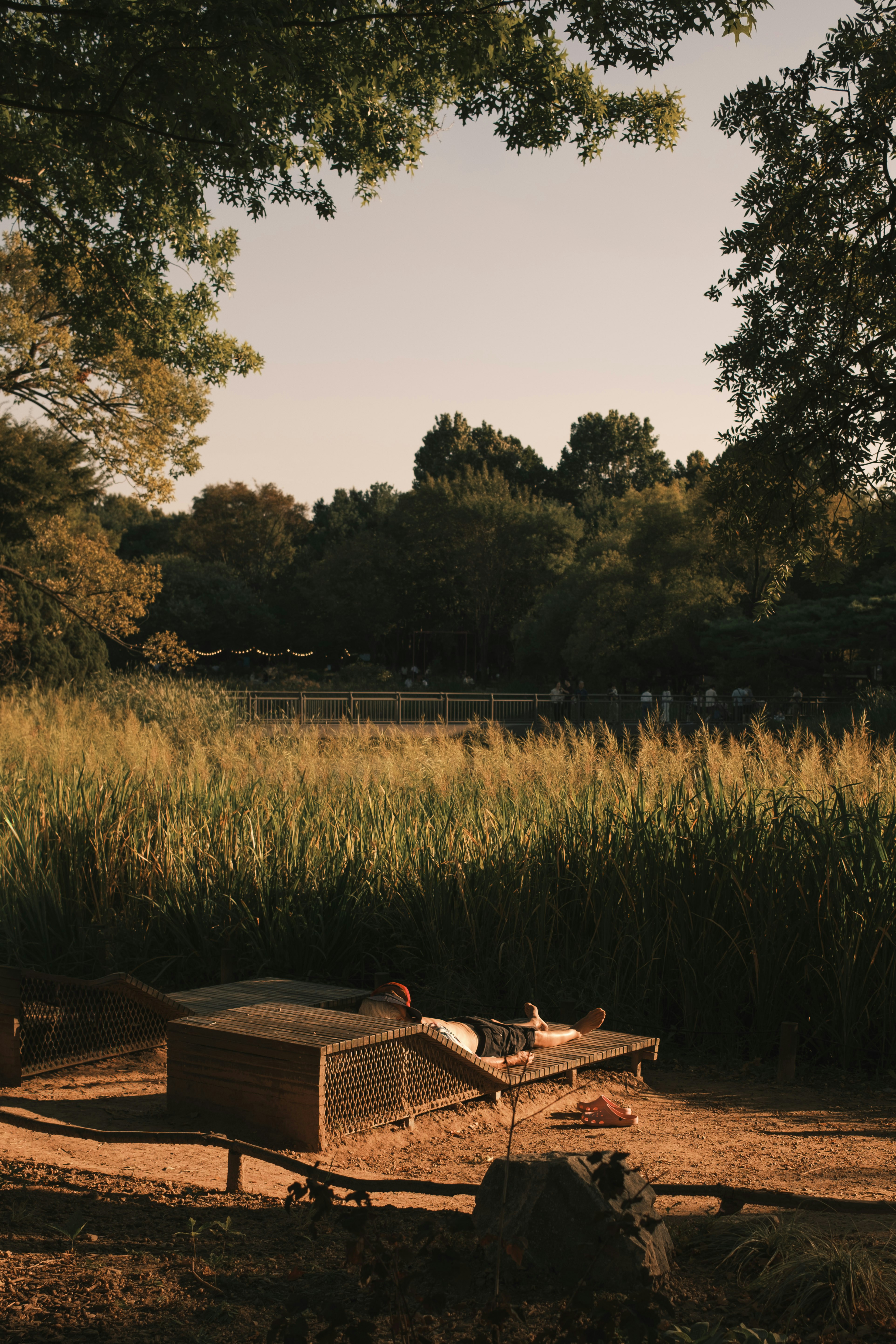 A person lying on a wooden lounge chair beside tall grass in a park