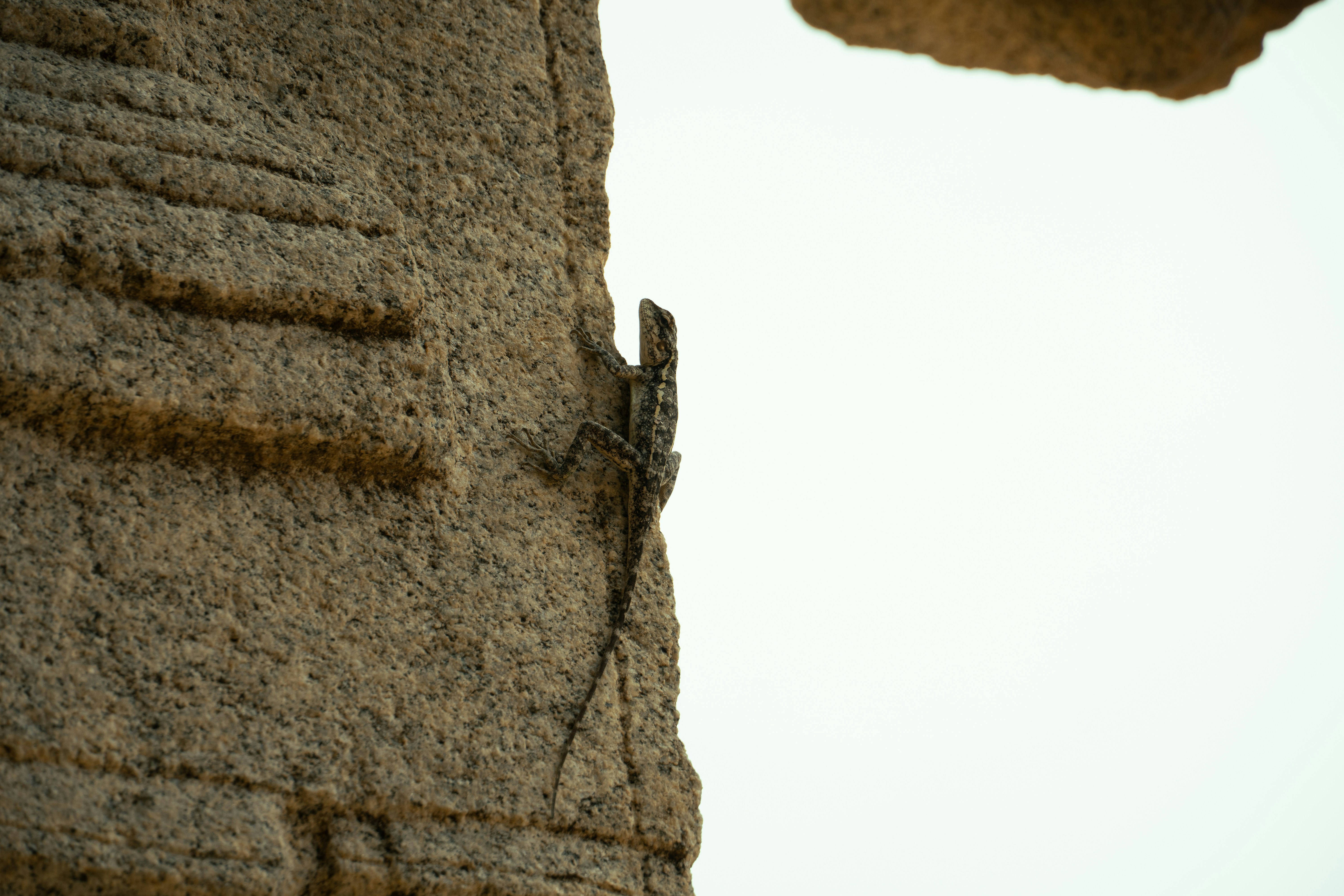 A small lizard clinging to the side of a textured granite stone block