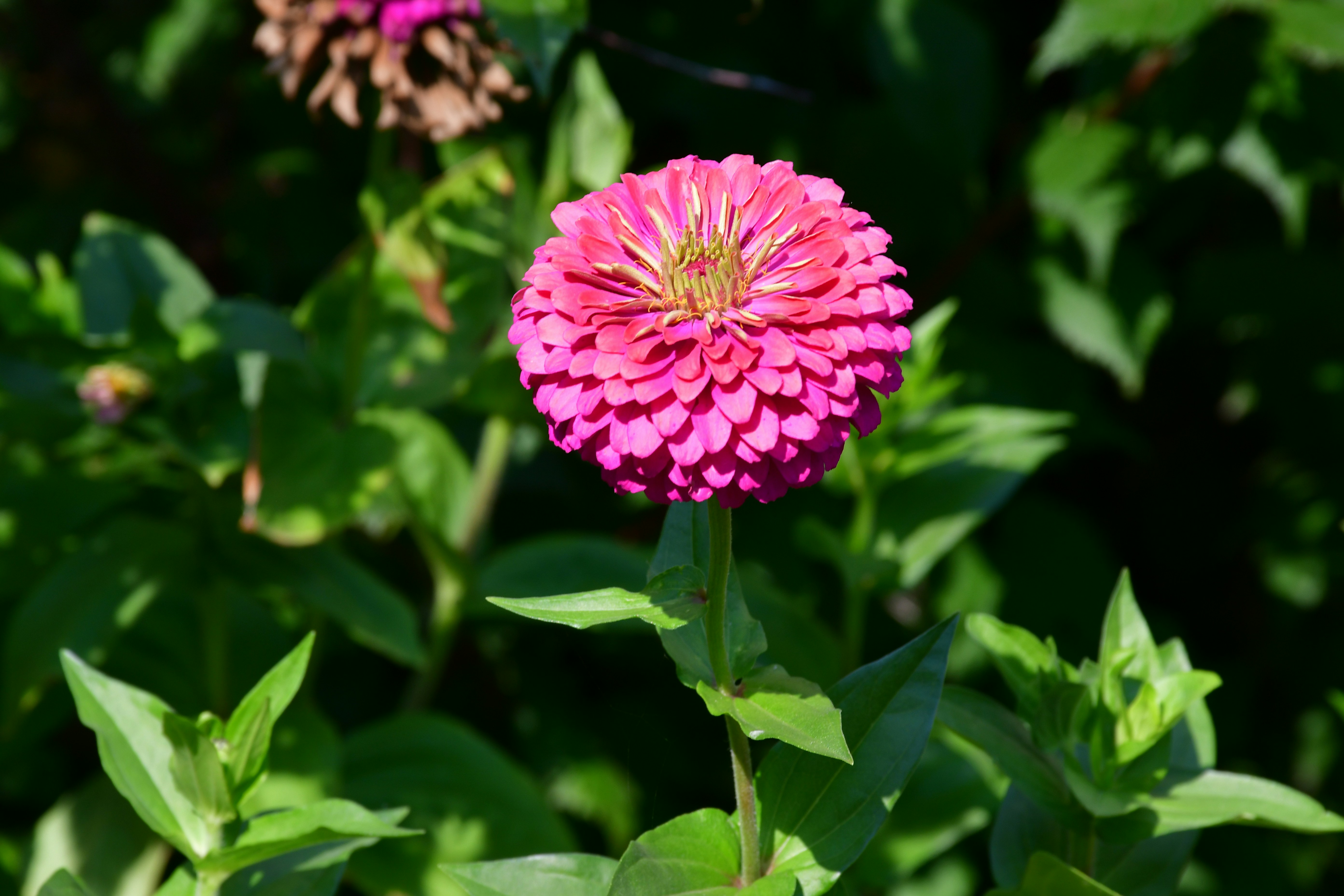 A vibrant pink zinnia flower blooming on a green stem in a garden