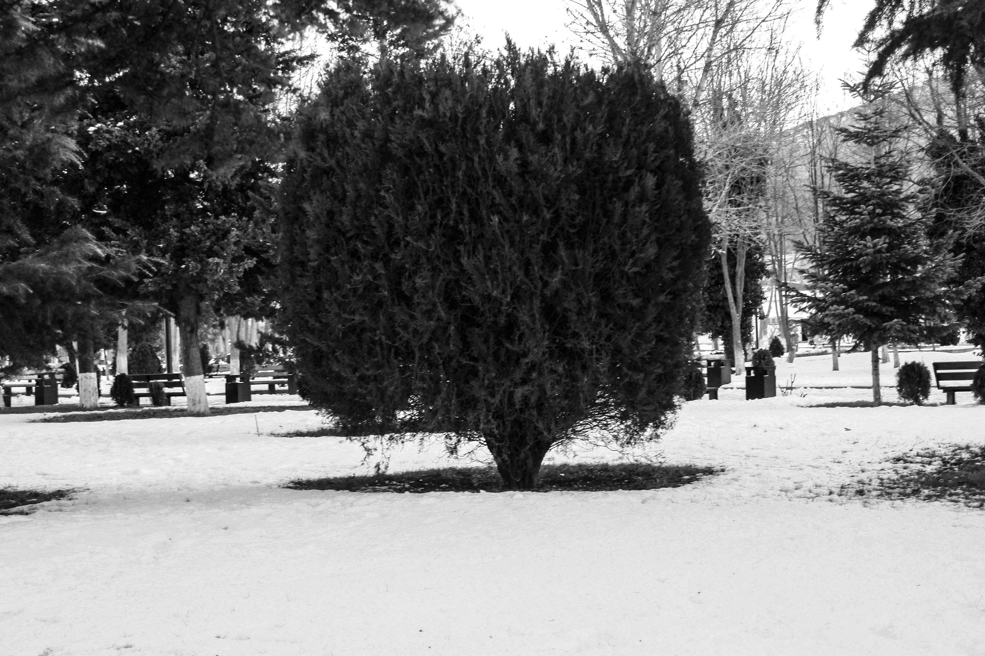 Un arbusto perenne podado en un parque cubierto de nieve con árboles desnudos