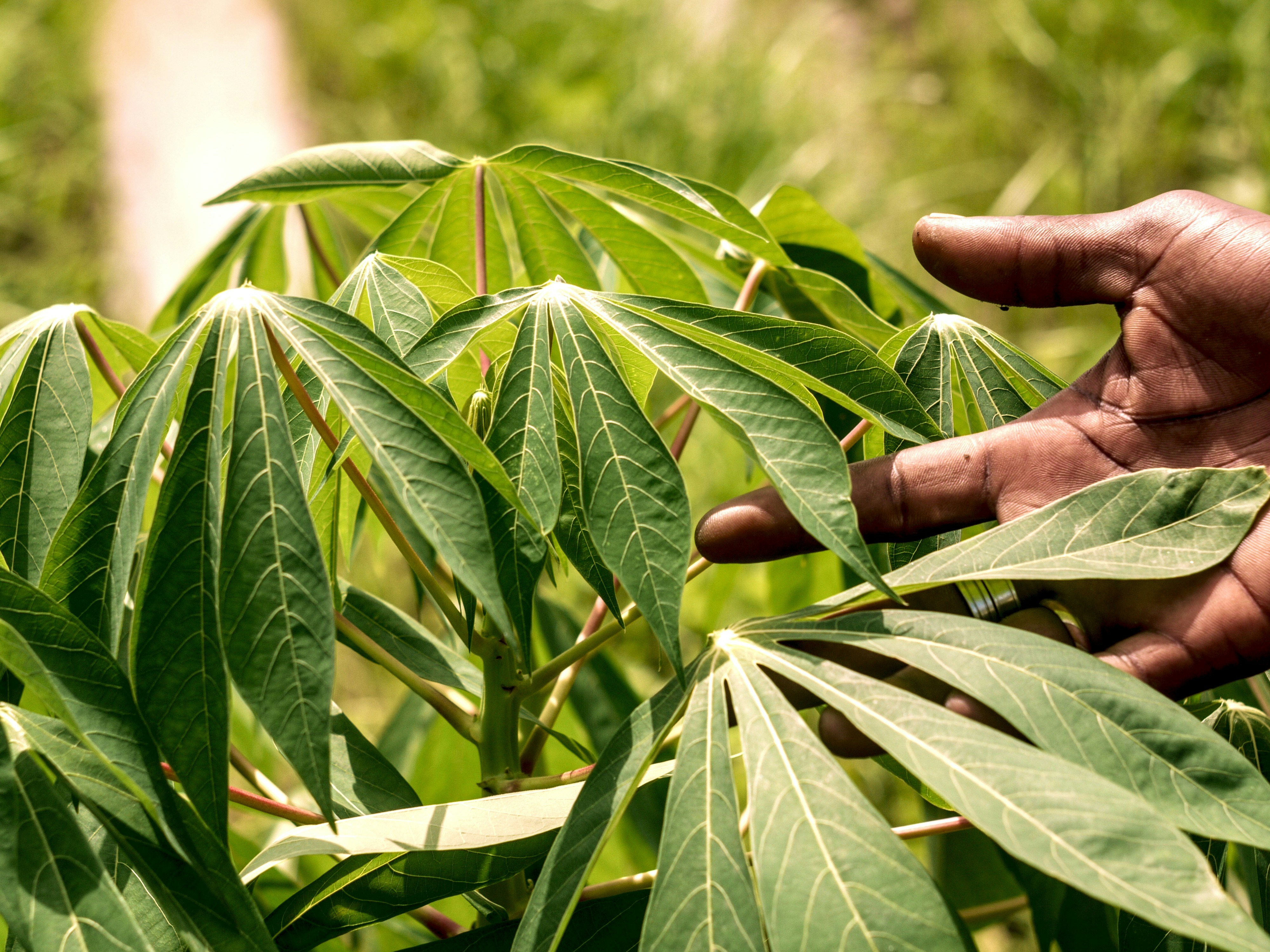 Cassava Leaves: A Traditional Food With Promising Nutritional Value