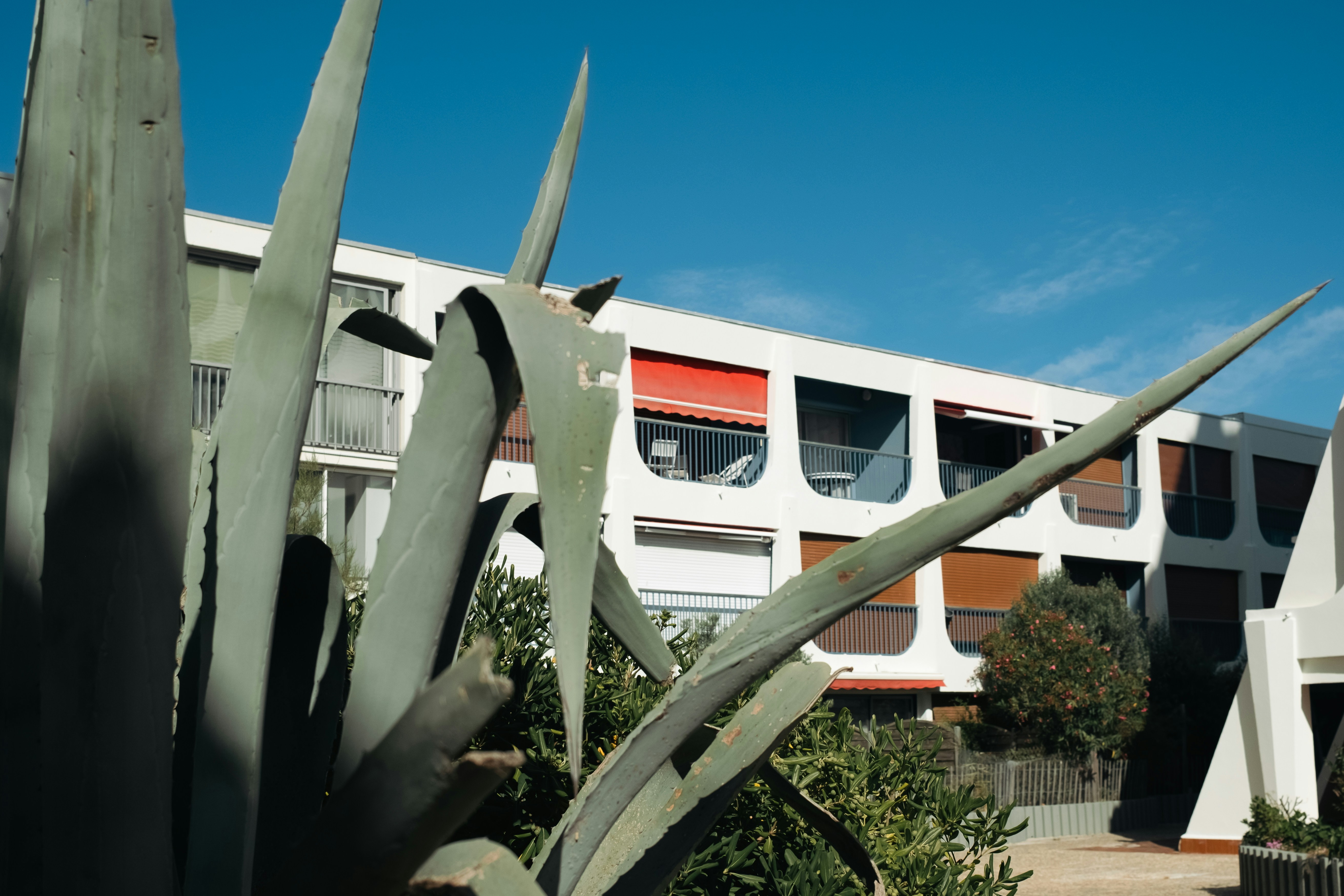 A large agave plant in front of a white apartment building with red awnings
