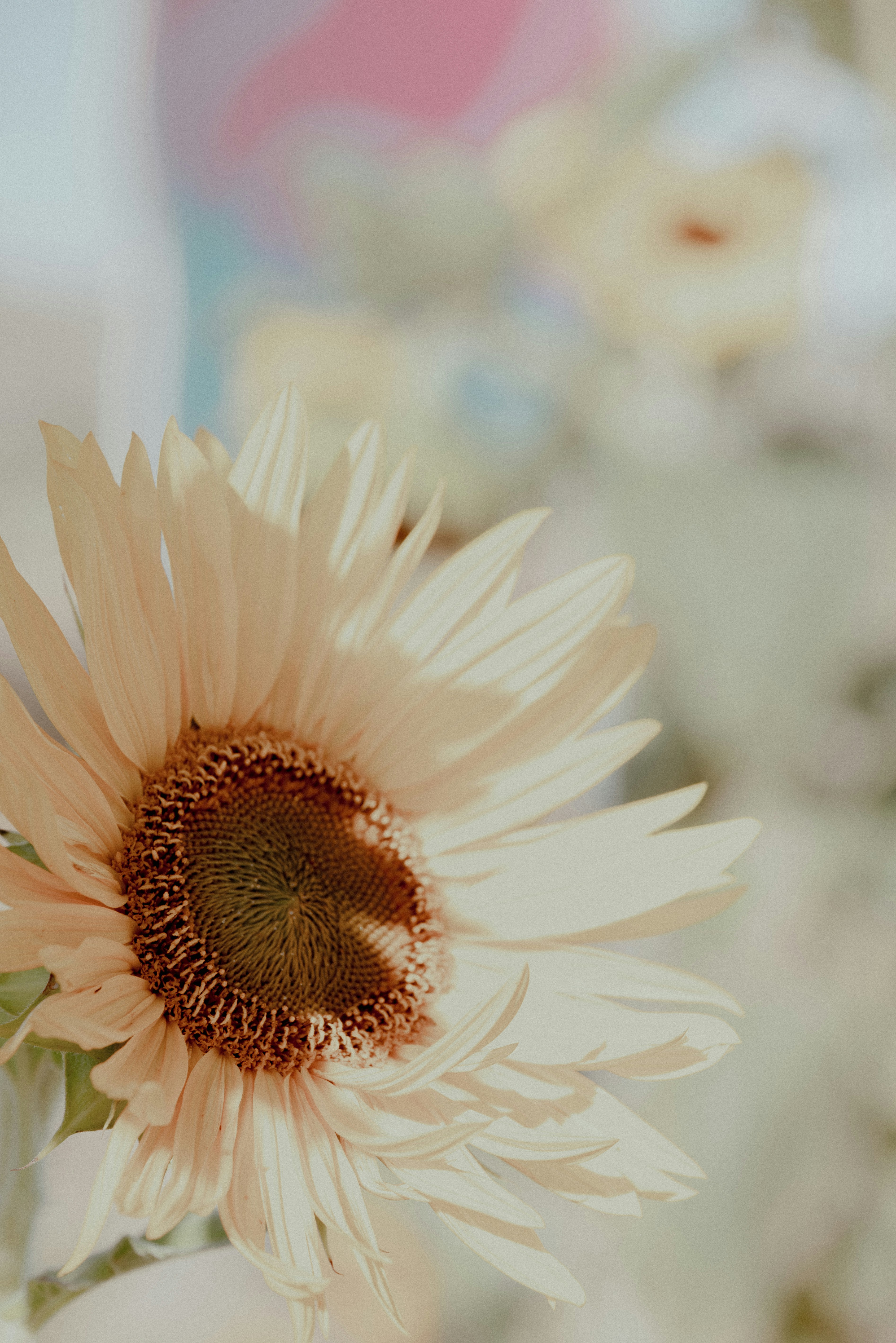 A pale yellow sunflower with a dark center against a soft blurred background