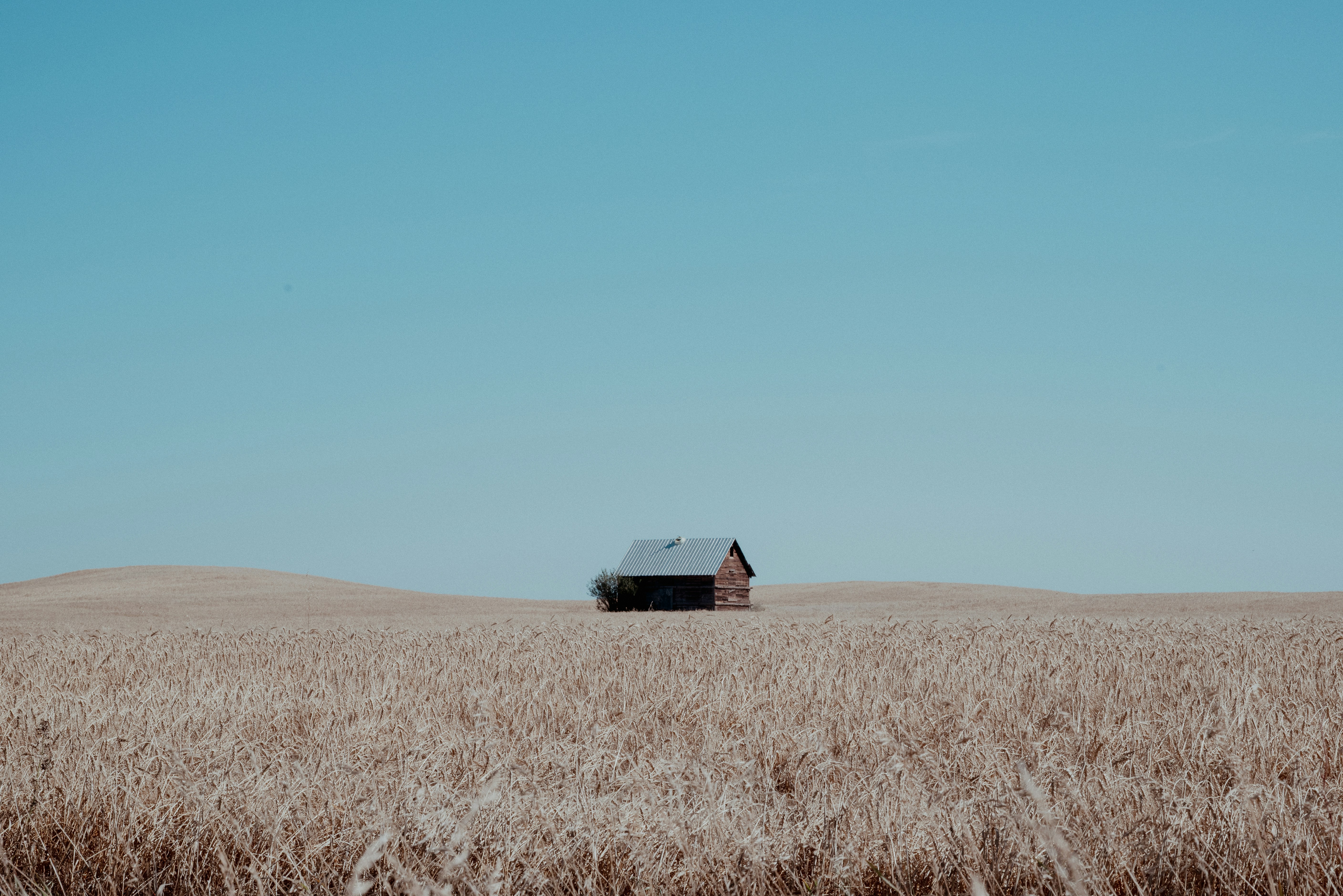 A small wooden cabin in a vast golden wheat field under a clear sky